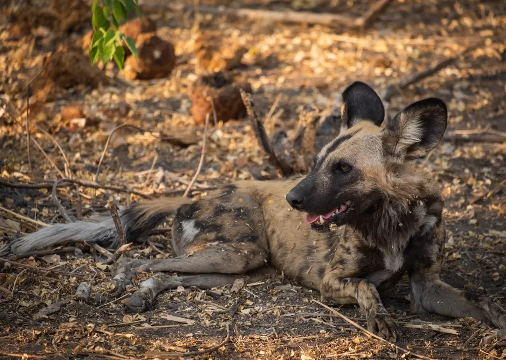 African wild dog resting in the Linyanti, Botswana near Linyanti Bush Camp, predator sighting on safari