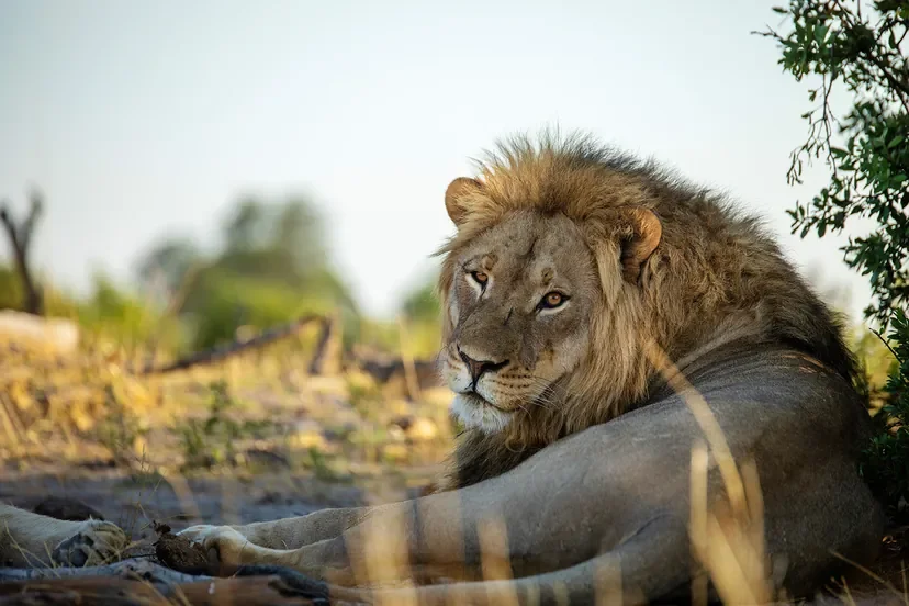 nomara-hwange-male-lion-resting-closeup-w828.webp