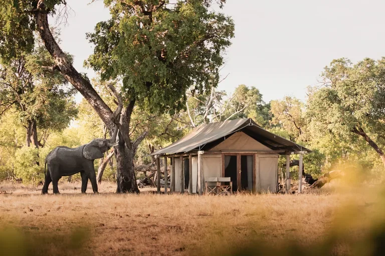 Elephant beside a standard tent at Davison's Camp, Hwange National Park Zimbabwe, authentic safari scene