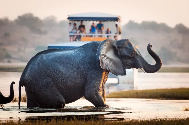 nomara-chobe-national-park-botswana-elephant-crossing-chobe-river-w800.webp