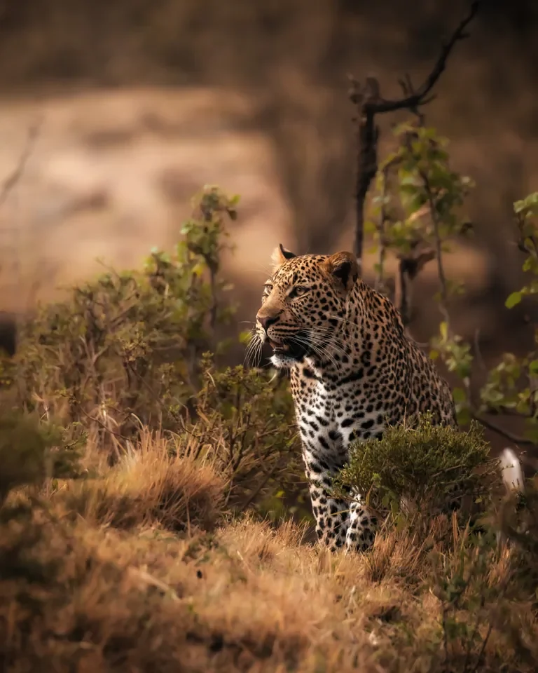 nomara-loisaba-leopard-gazing-across-the-escarpment-768w.webp