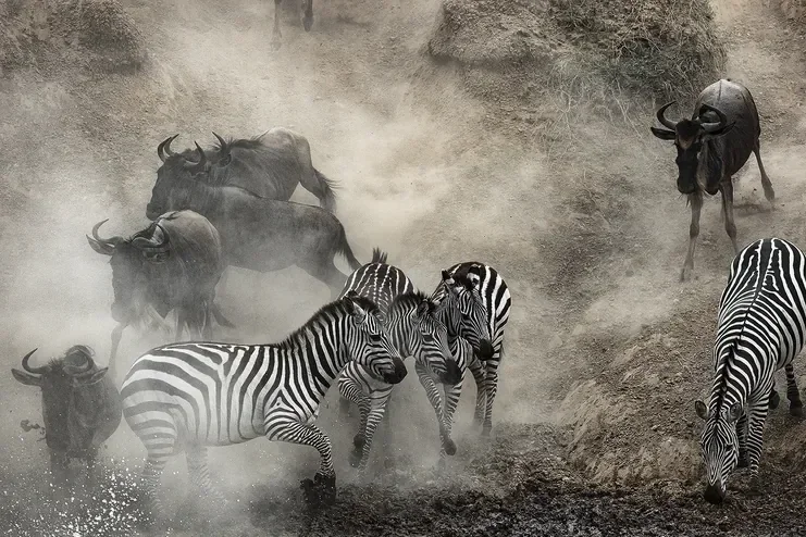 great-migration-12-serengeti_zebra_crossing_w768.webp
