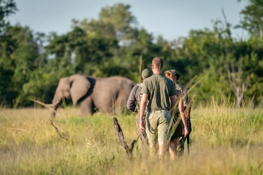 Close but safe elephant encounter on a guided walking safari, Nsolo, South Luangwa National Park