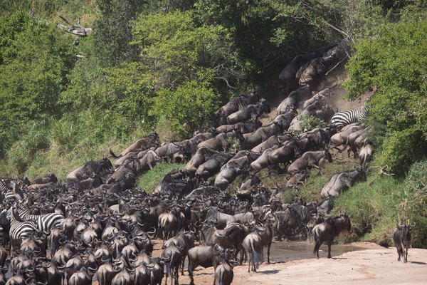 Great Wildebeest Migration crossing the Sand River in a cloud of dust — Sala’s Camp, Maasai Mara