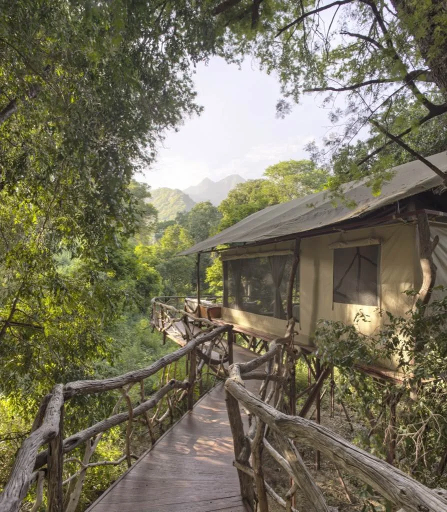 Treehouse with a wooden walkway surrounded by lush green trees with mountains in the background.