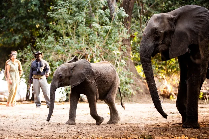 Elephant calf walking with herd near Little Ruckomechi camp, Mana Pools National Park, Zimbabwe