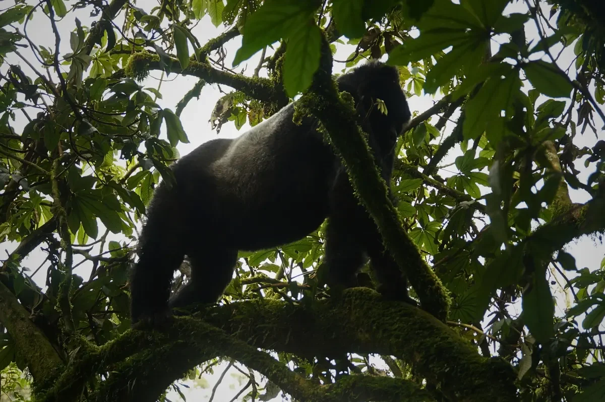 Mountain gorilla standing on a moss-covered branch in Bwindi Impenetrable National Park, Uganda