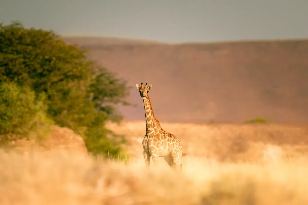Desert-adapted giraffe in Damaraland near Desert Rhino Camp, photographic safari in Namibia
