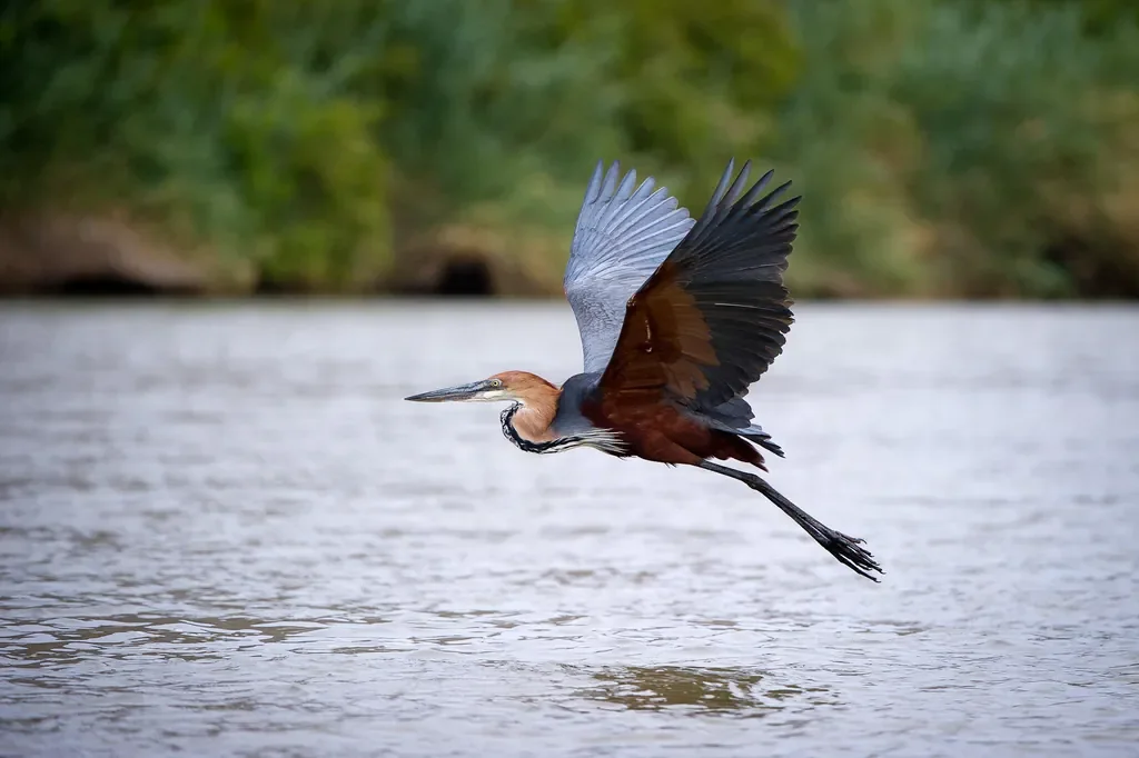 Goliath heron flying above the Kunene River near Serra Cafema, Namibia