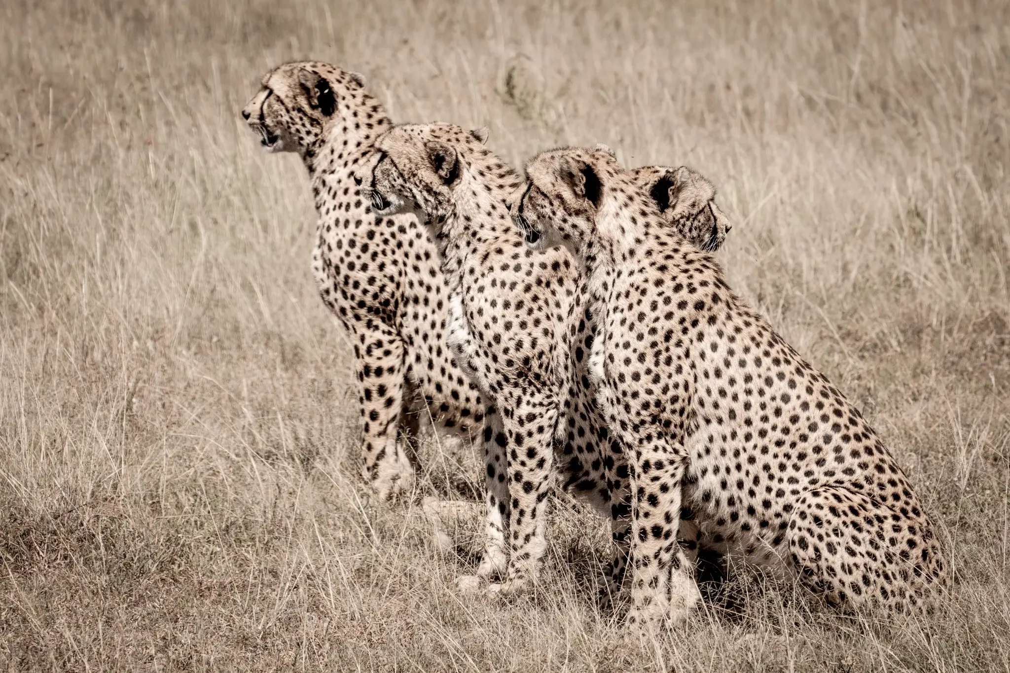 nomara-kenya-masai-mara-cheetah-brothers-scan-savanna-2560.webp