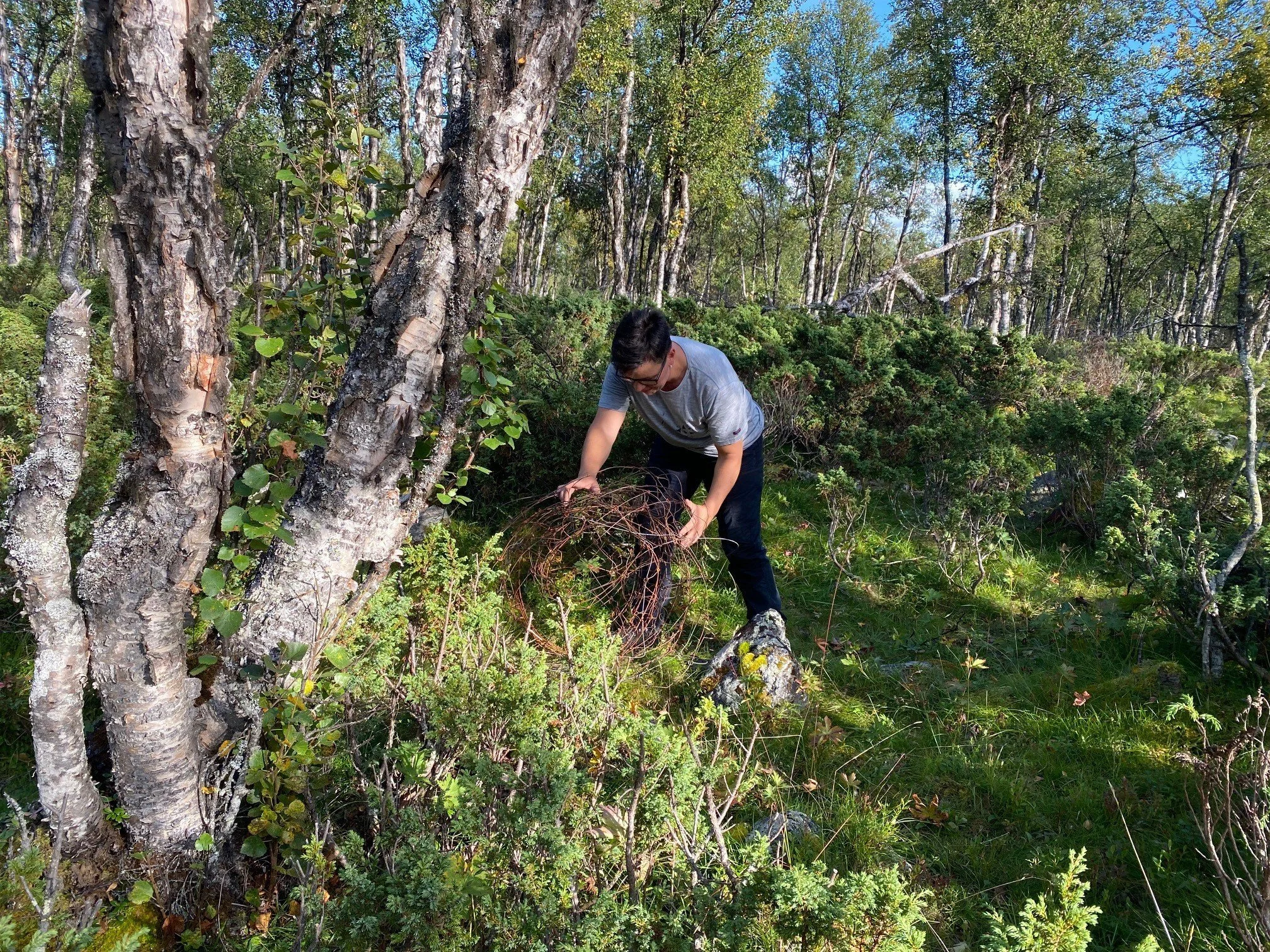 Opprydding i gammelt gjerde, Fossbekken 17.08.21.jpg