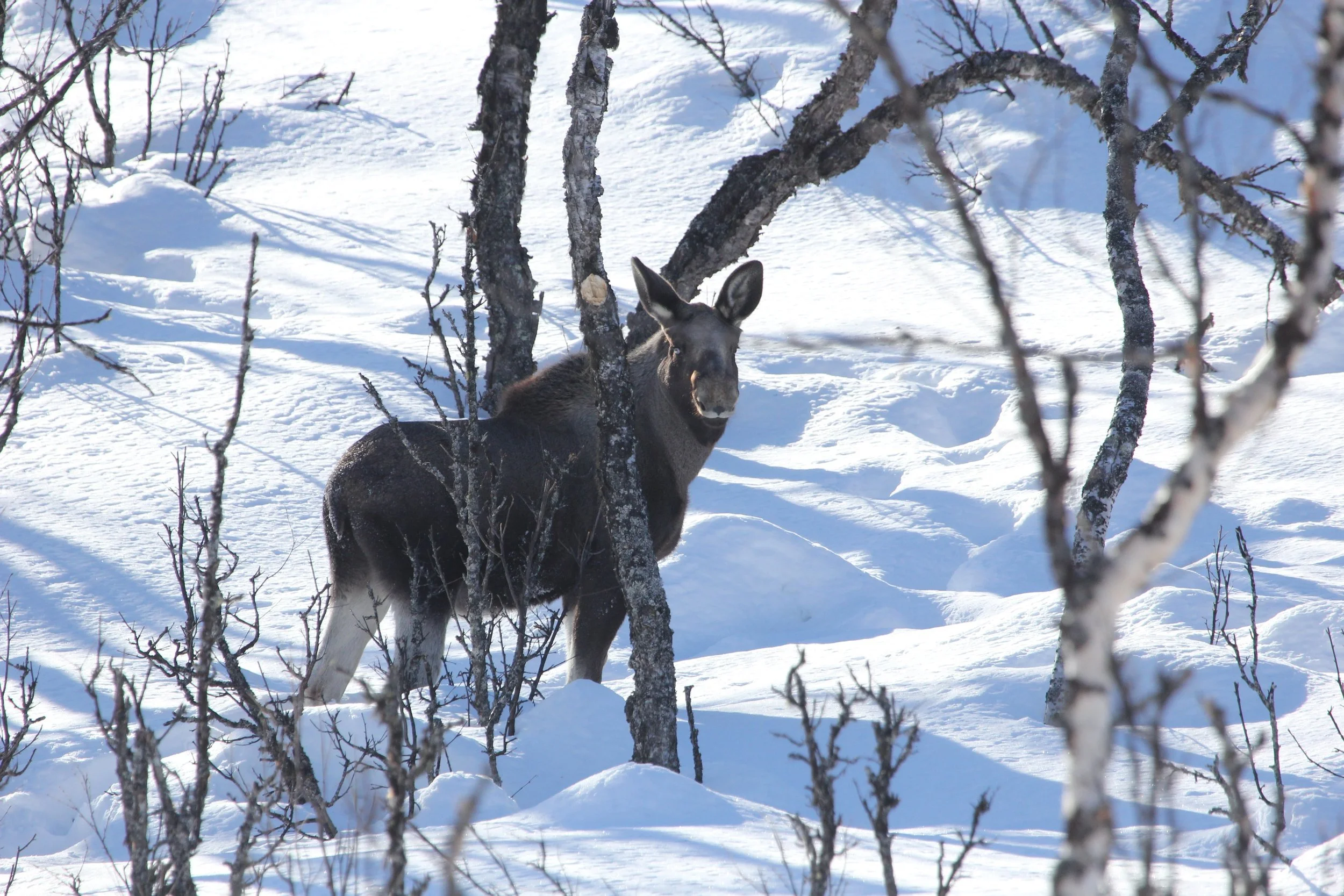  Elgen trives godt i Dokkfaret 