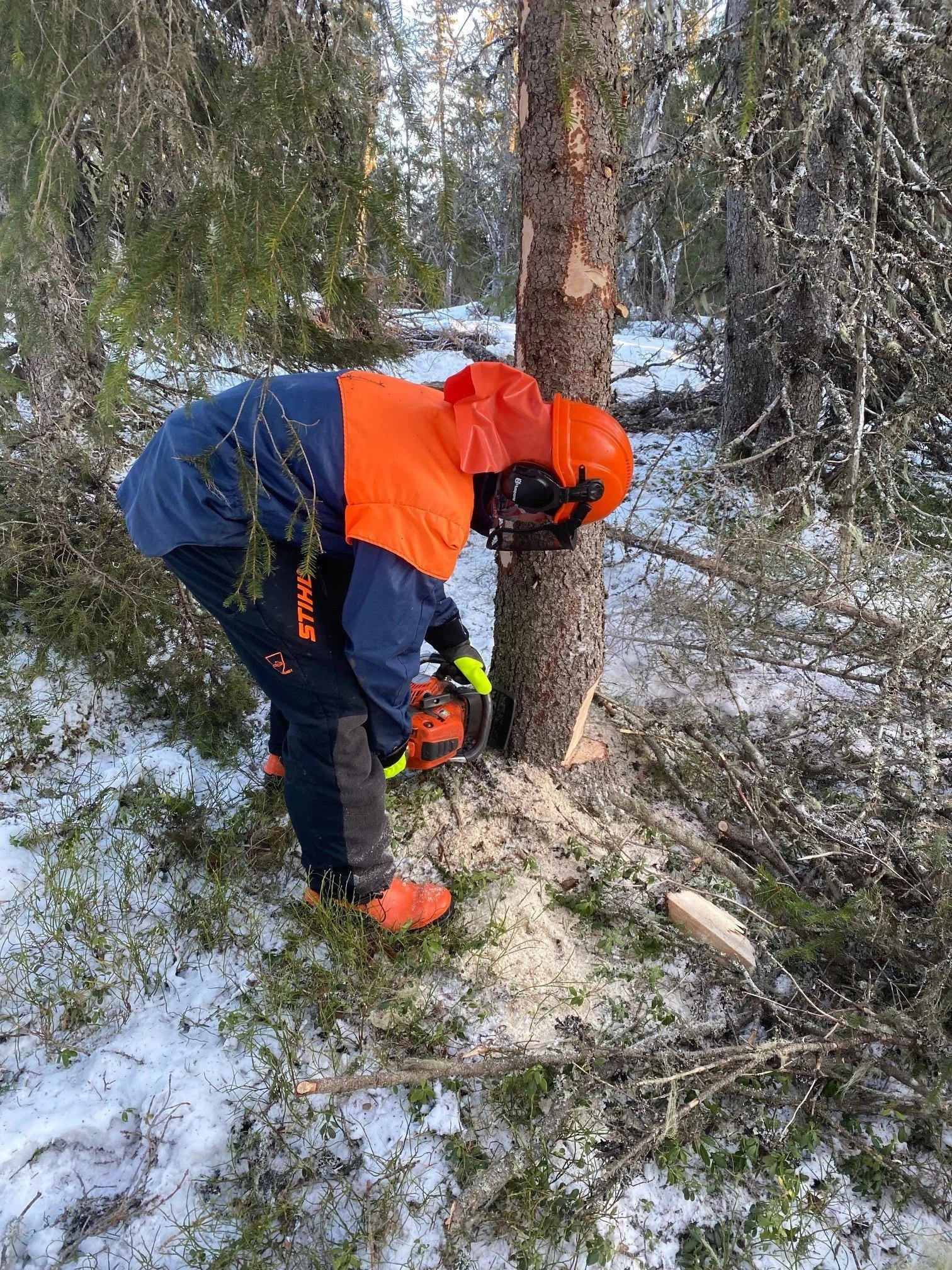 Utplasseringselev Anders Libakken hogger ved til Kaarfaldslettet (åpen bu). 19. januar 2022 (foto: Gausdal fjellstyre)