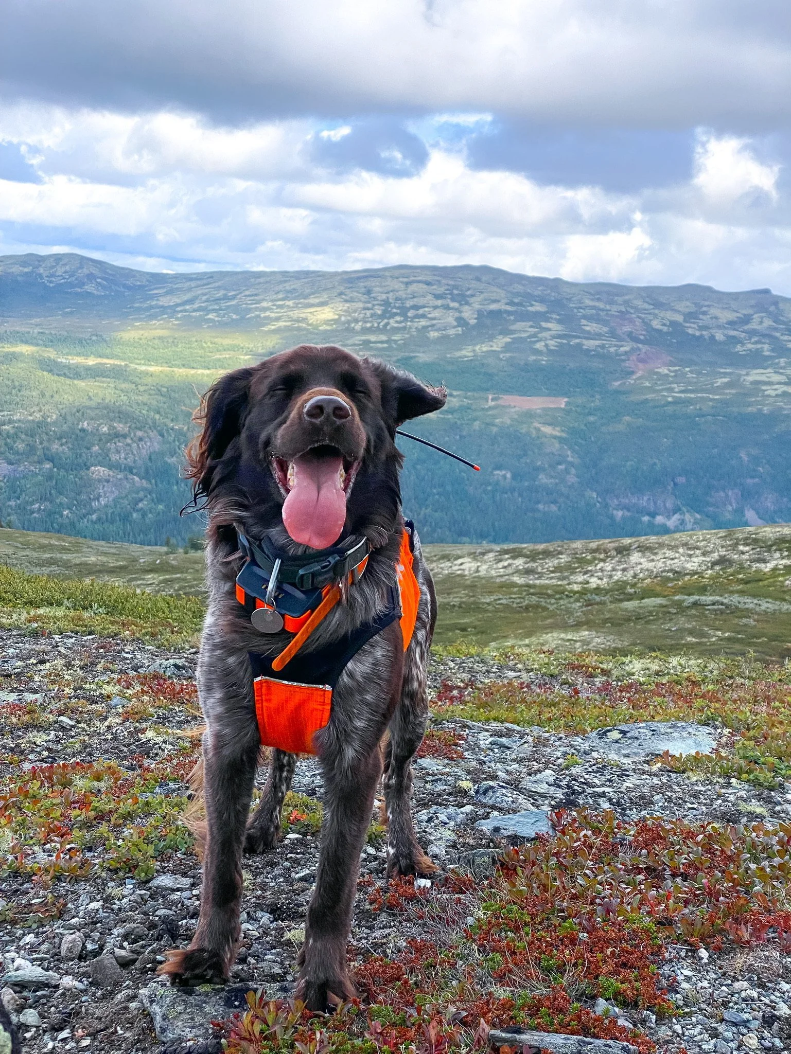 Jakthundtreninga i gang, 21. august 2022 (foto: Gina Ø. Bårdseng)
