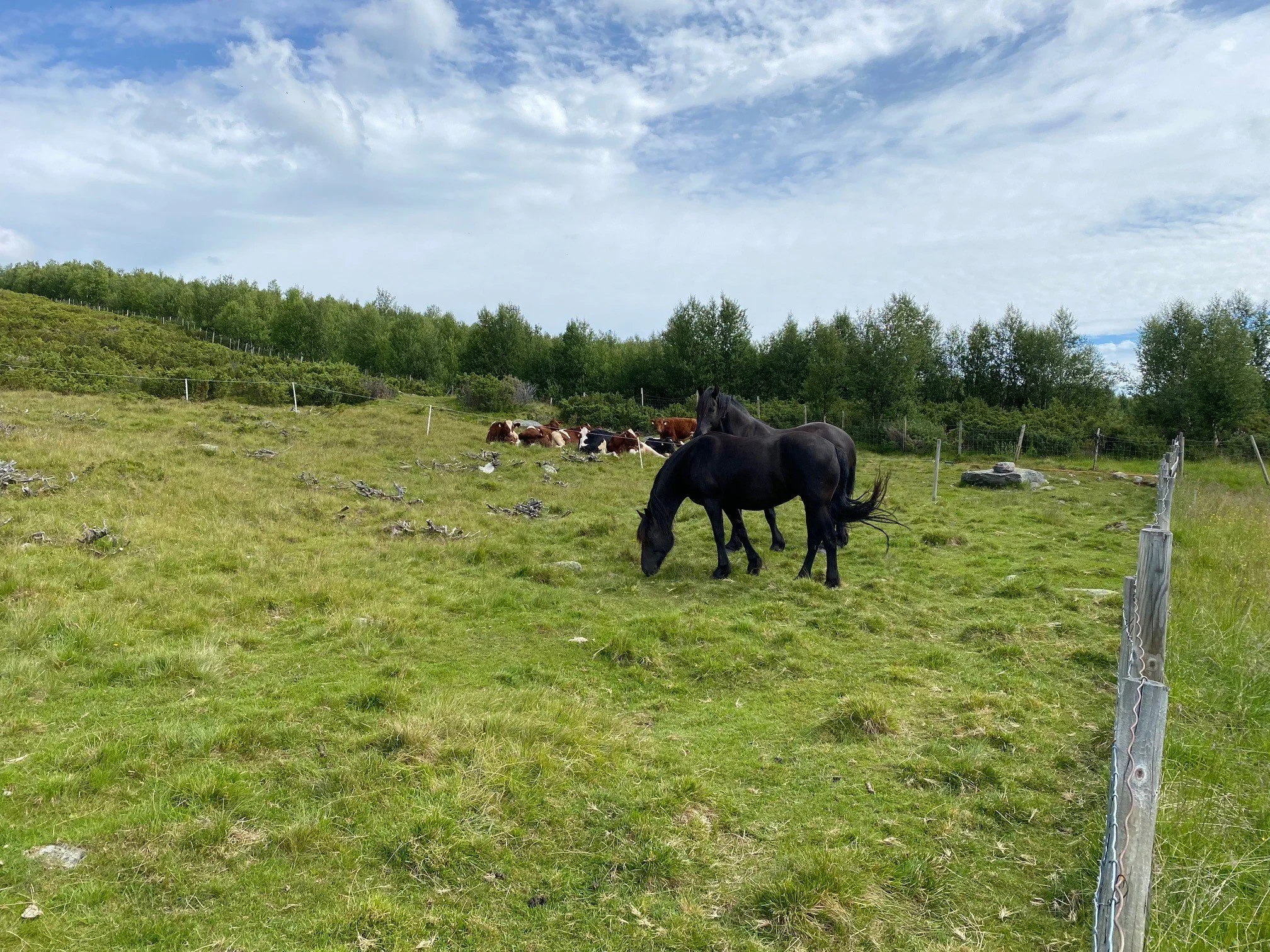 hest og ku Liomseter.jpg