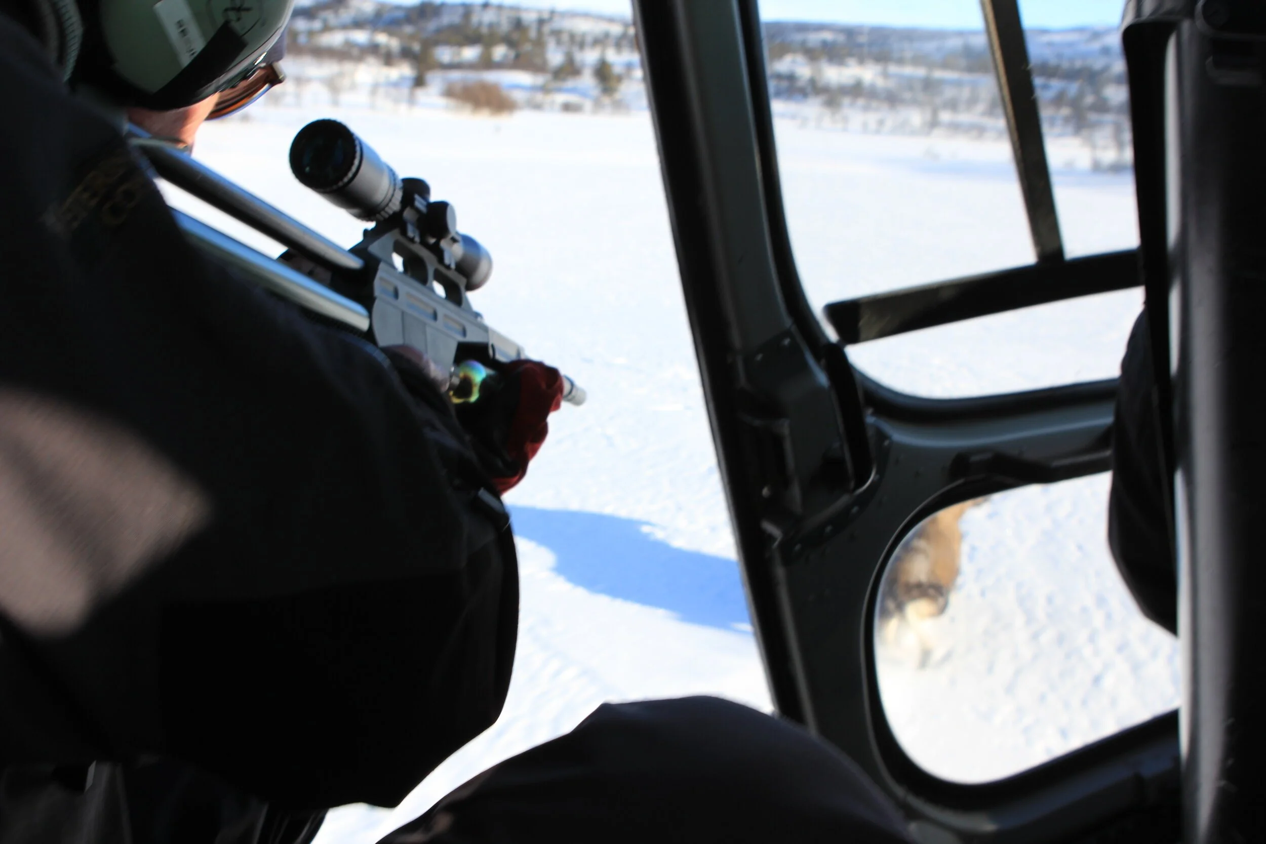 Merking av elg i Dokkfaret 12. mars 2020