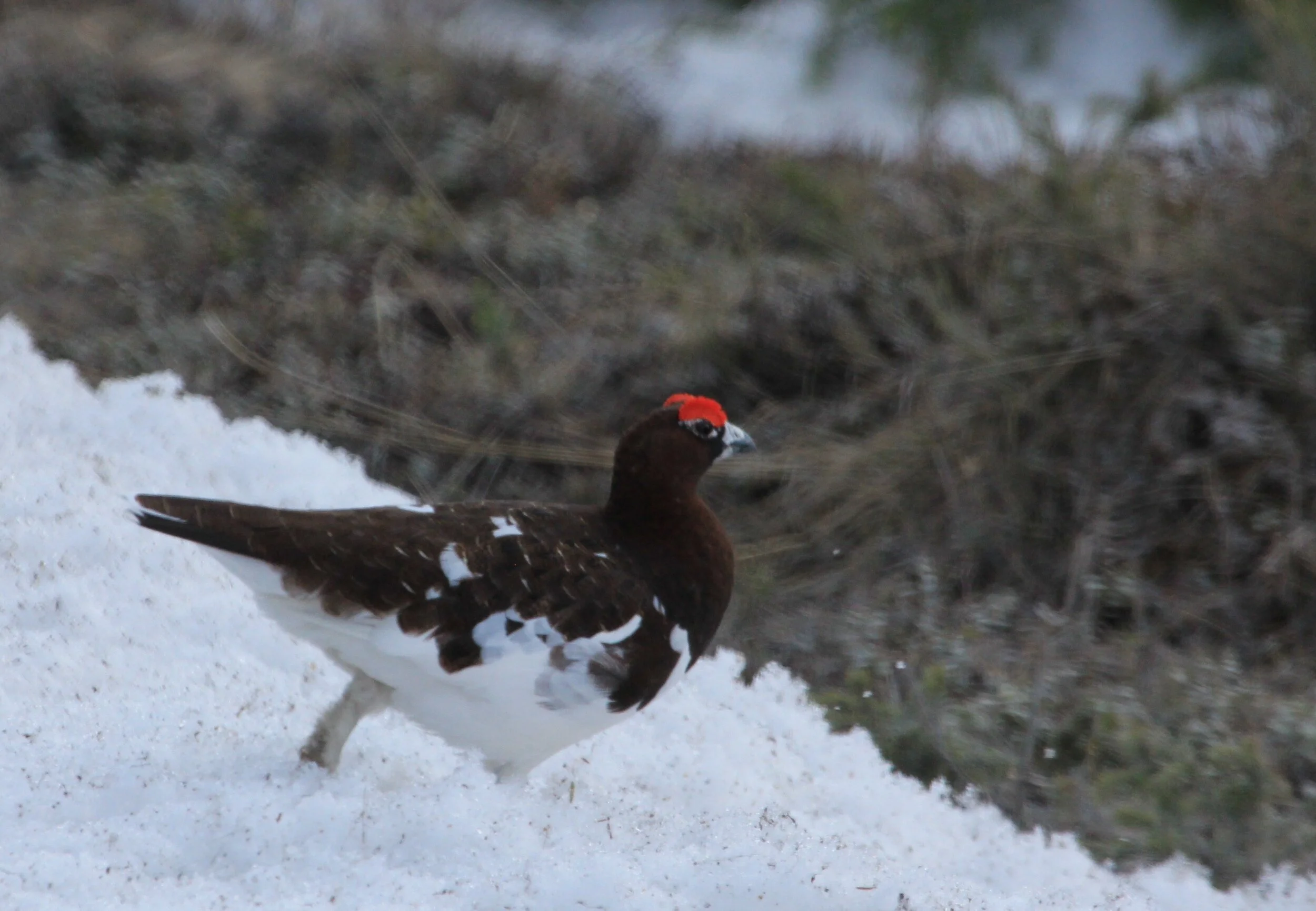 Rypestegg 14. mai 2020