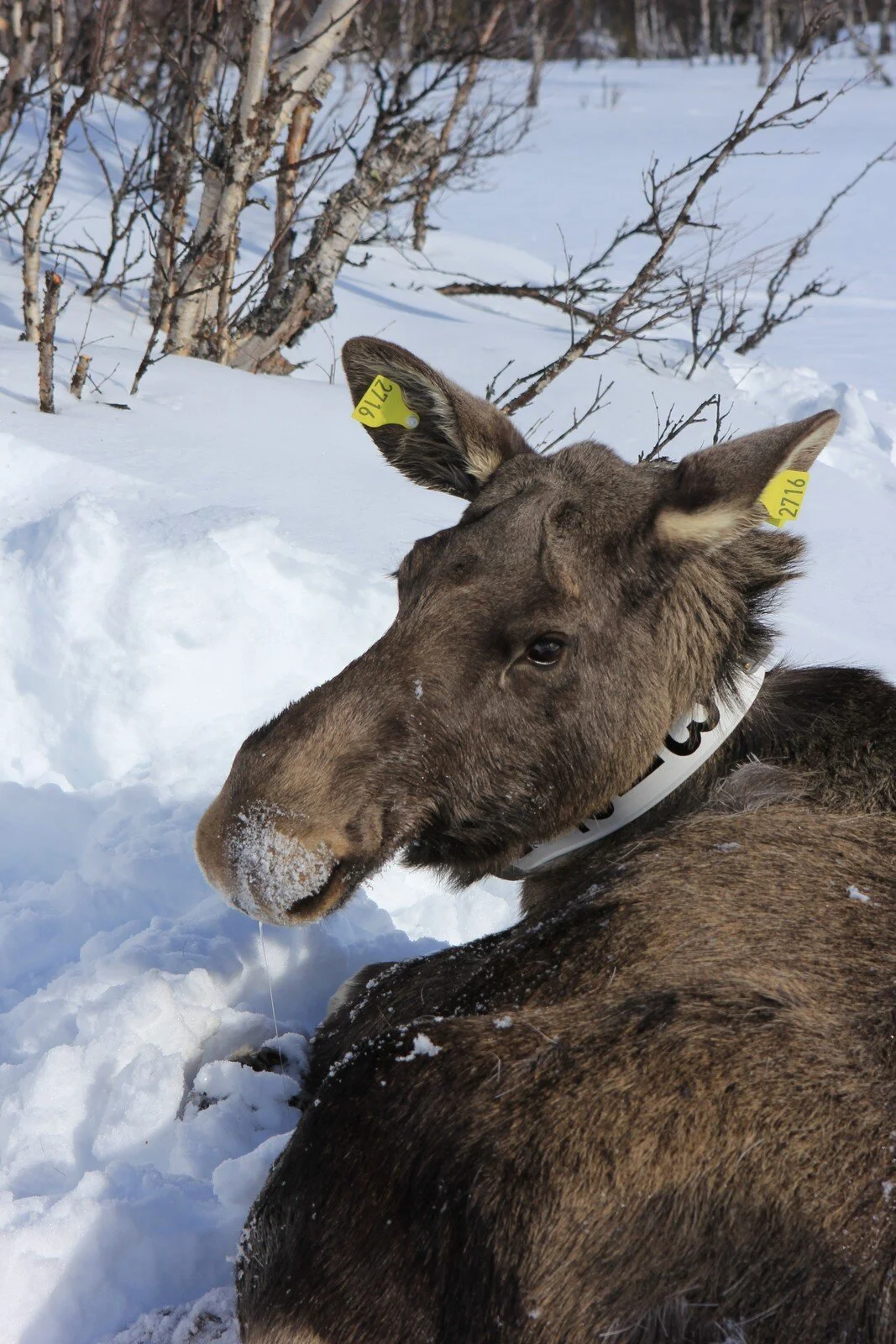 Foto: Gausdal fjellstyre