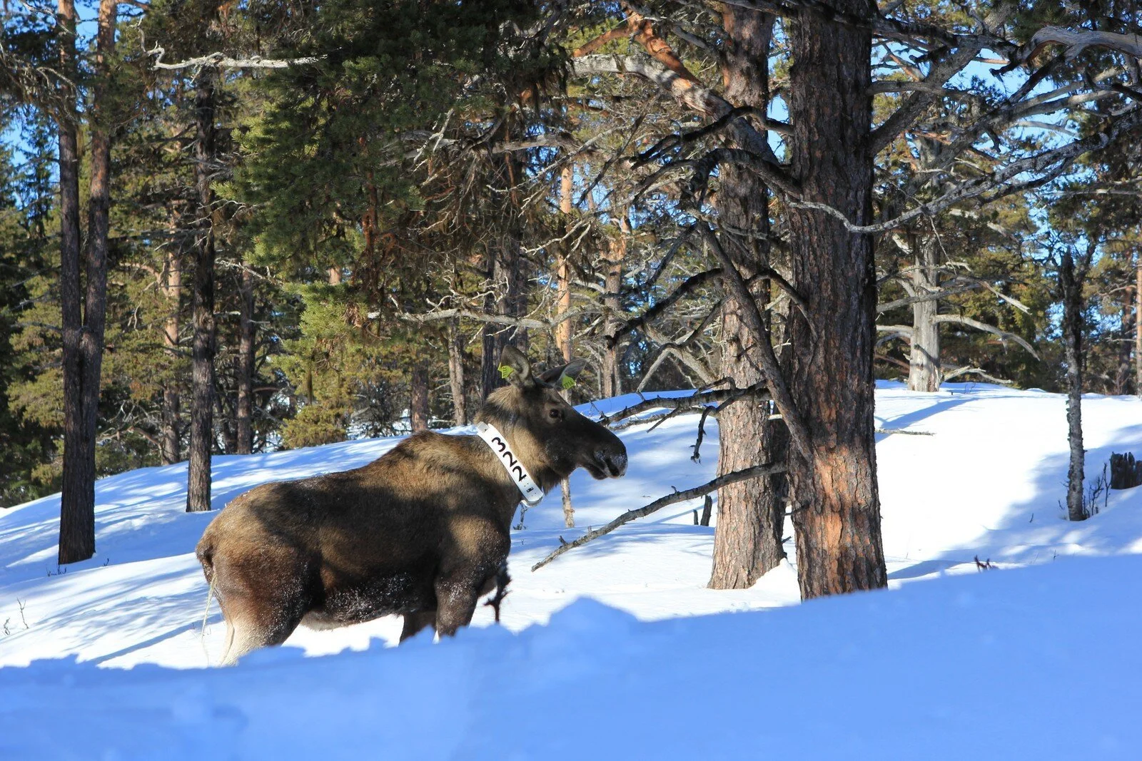 Foto: Gausdal fjellstyre
