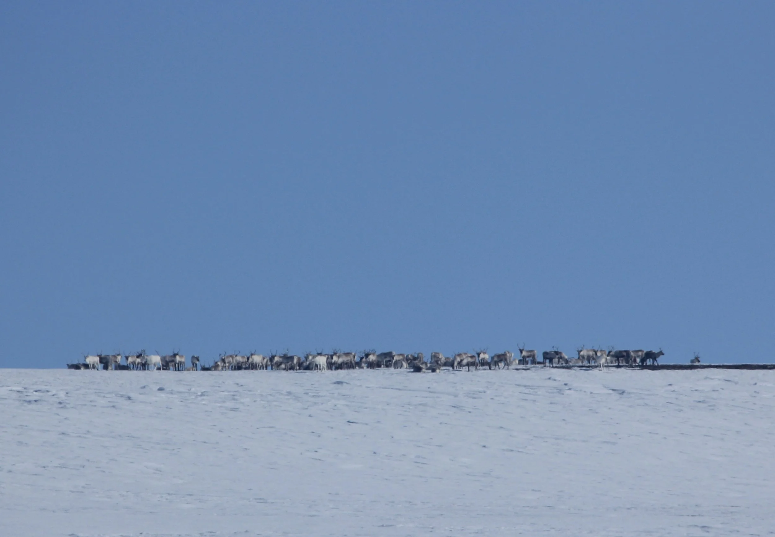 Du kan møte rein fra Fram reinlag i Gausdal vestfjell