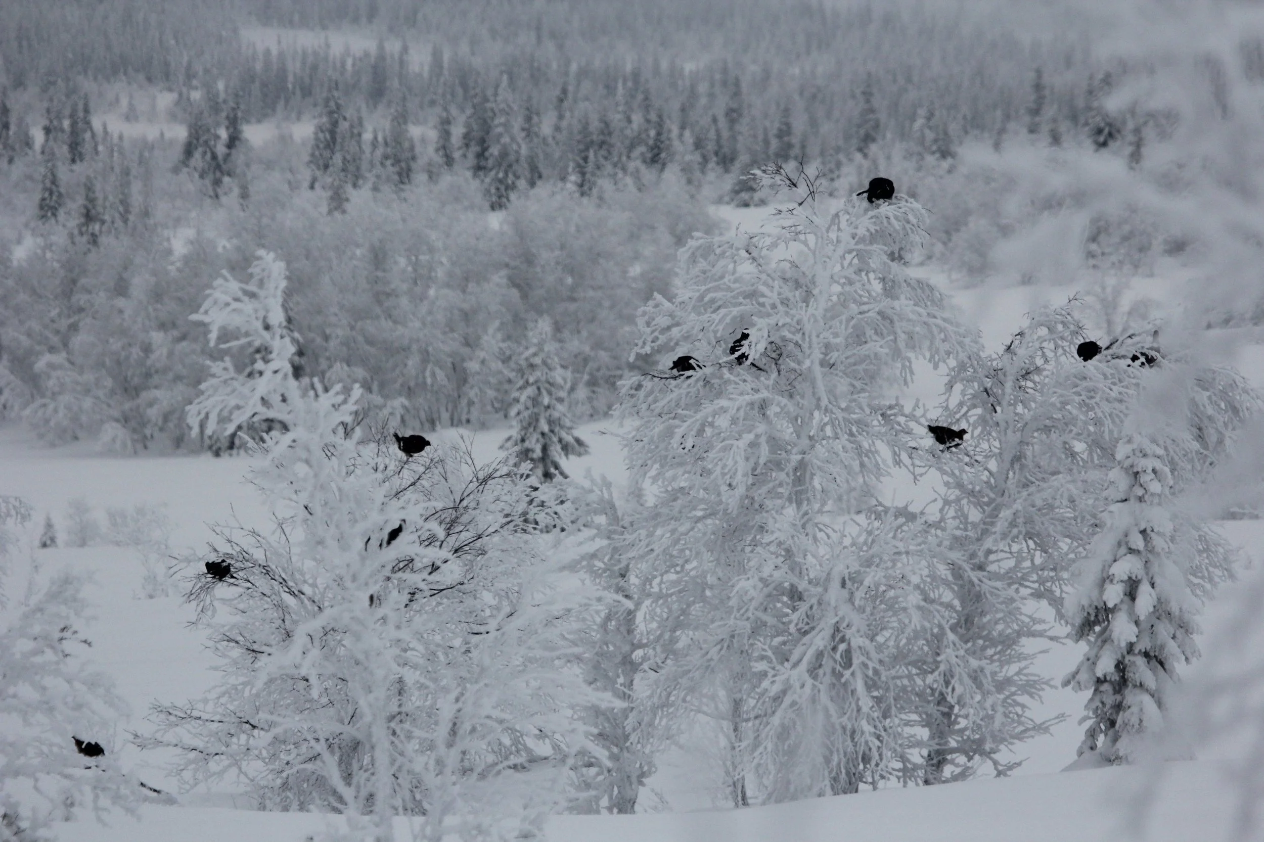 Orrfugl ved Værskei 19. januar 2018