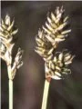 Huldrestarr (Carex helenoastes)