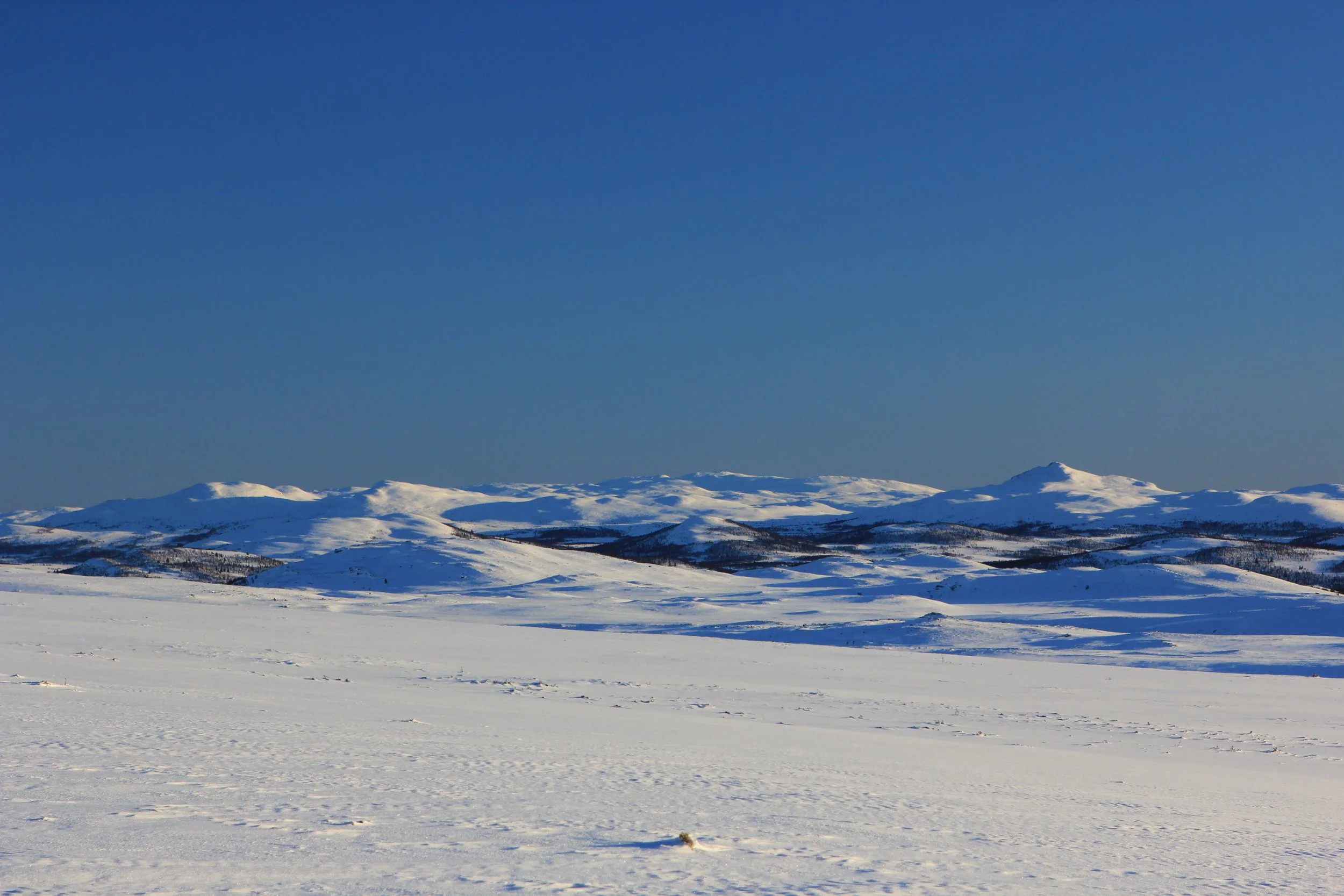 Vide Vidder, 12. februar 2025