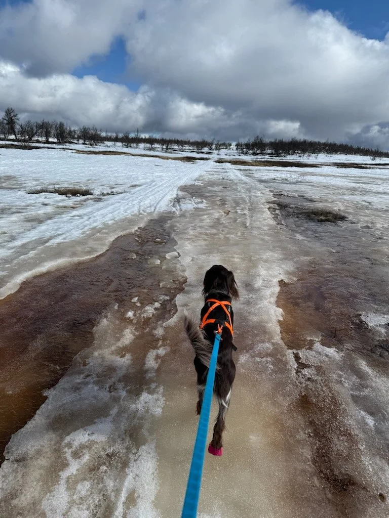 Siste rest av skiføre mot Synstgardsetra, 14. april 2025. Foto: Gina Ø. Bårdseng