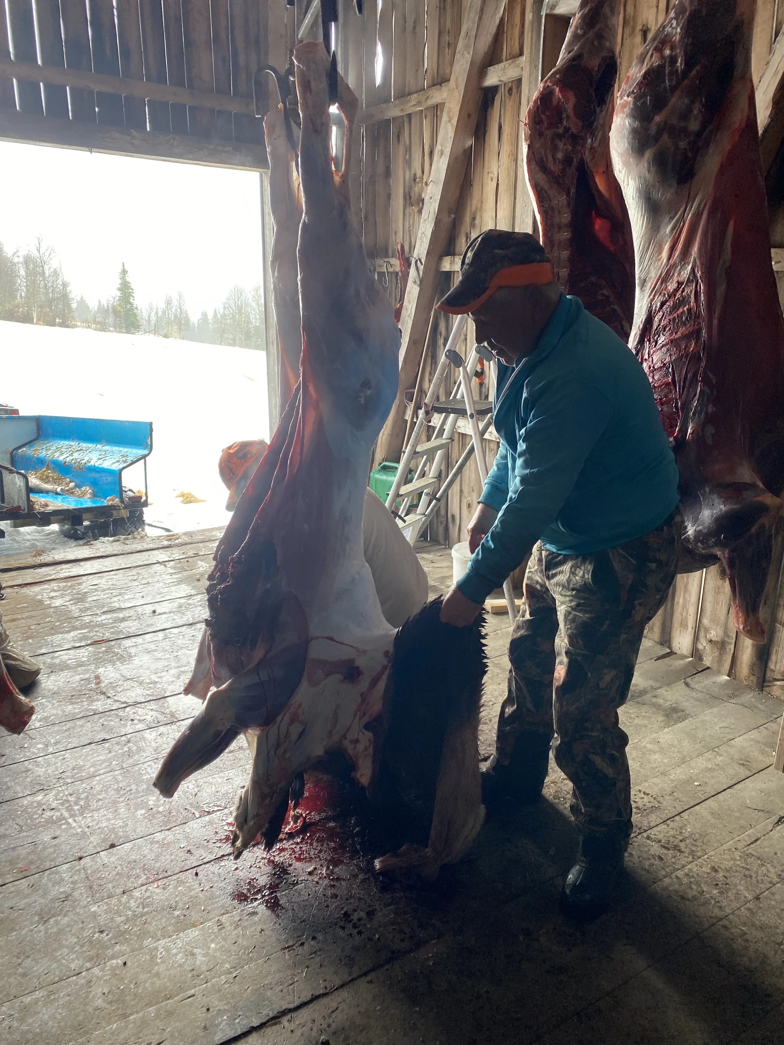 Blæsterlia jaktlag flår elg, 5. oktober 2025