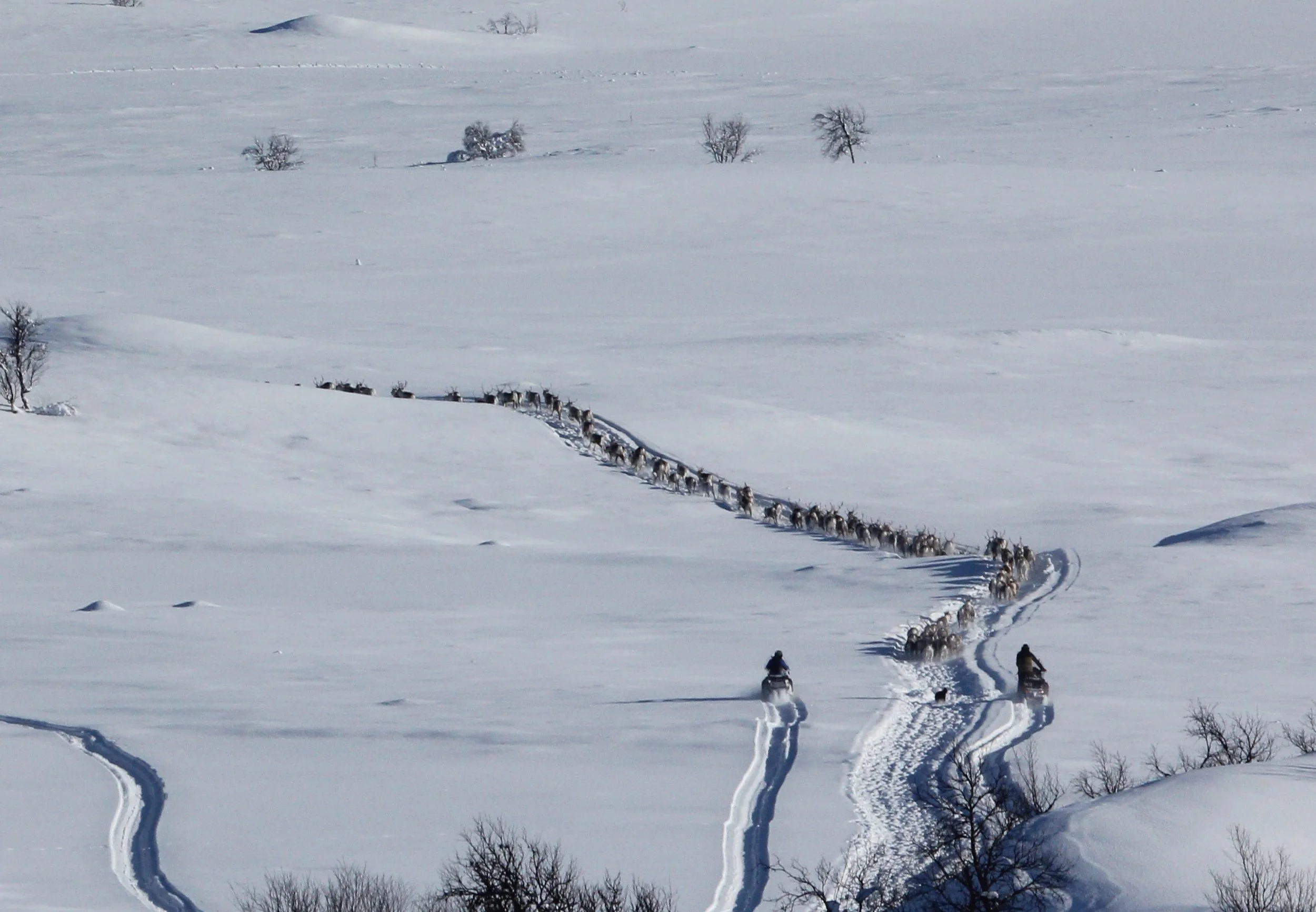 Fornyelse av beiteavtale med                      Fram reinlag
