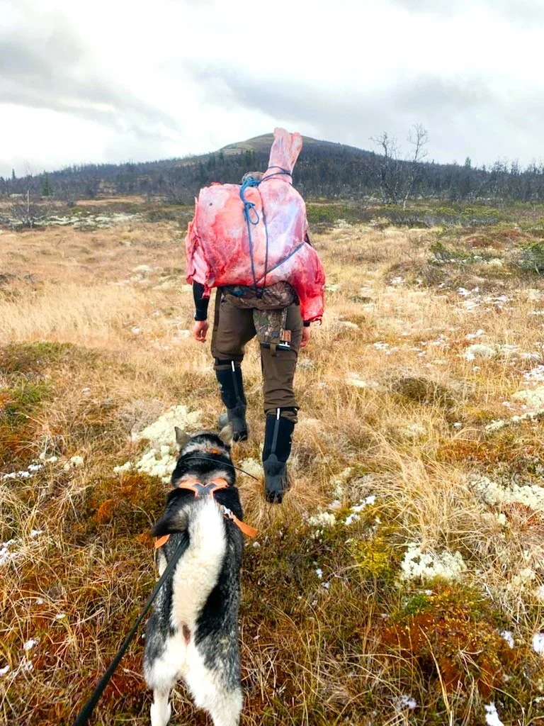 Ledig elgjakt 2026 - Gausdal statsallmenning