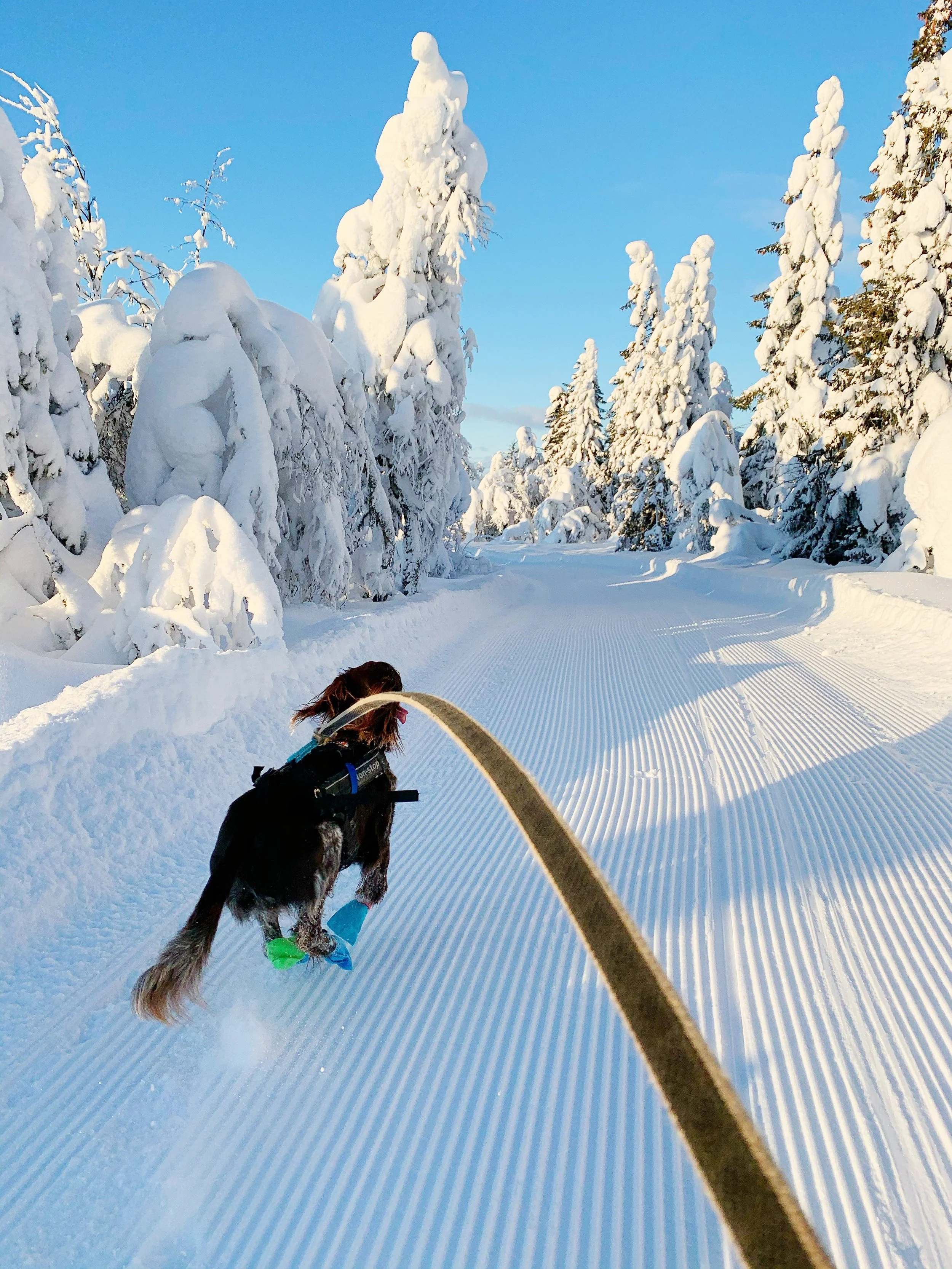 Båndtvang i Gausdal 1/4 - 1/10