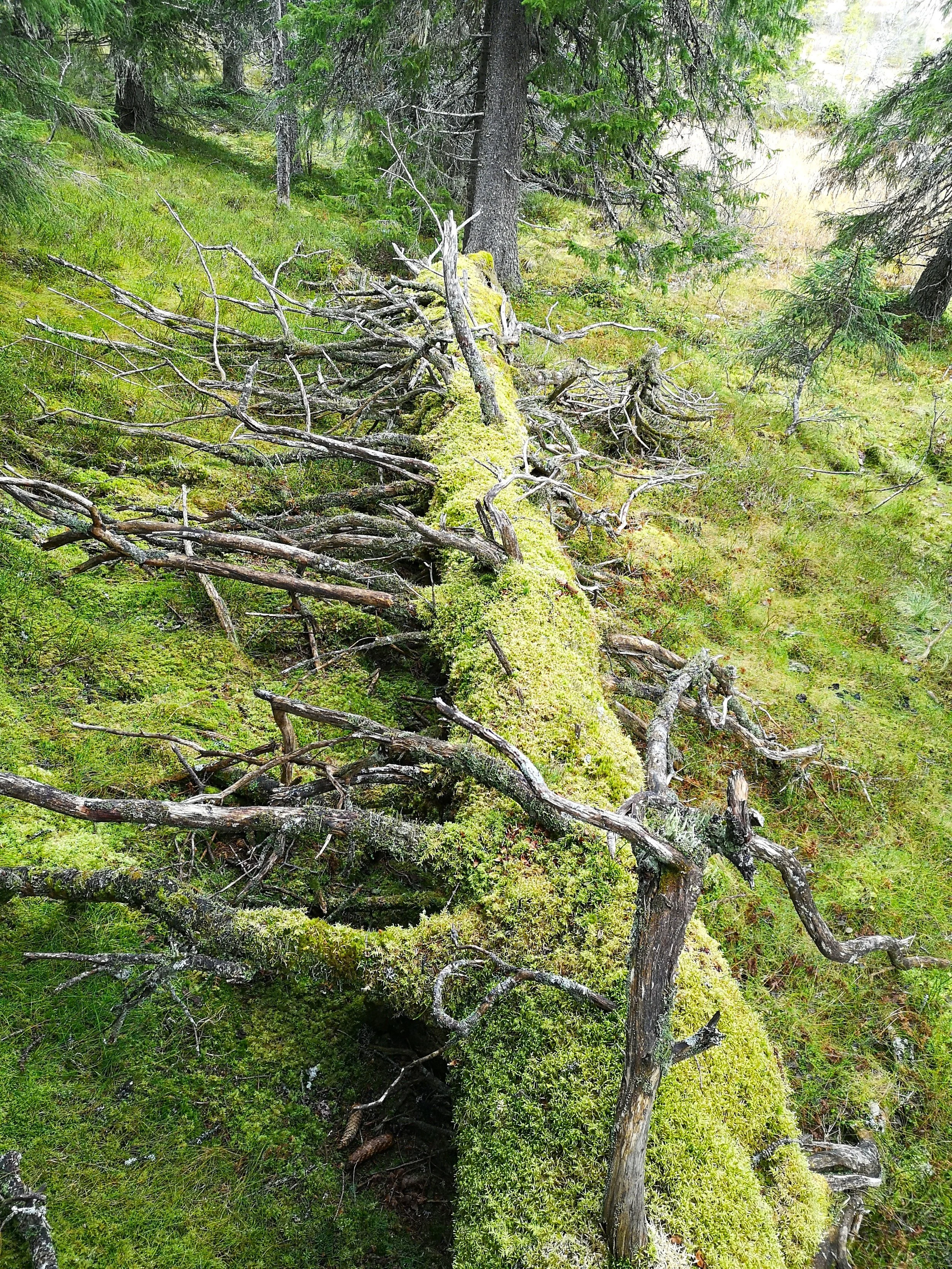 Slik blir opplegget for småviltjakta i Gausdal statsallmenning 2025