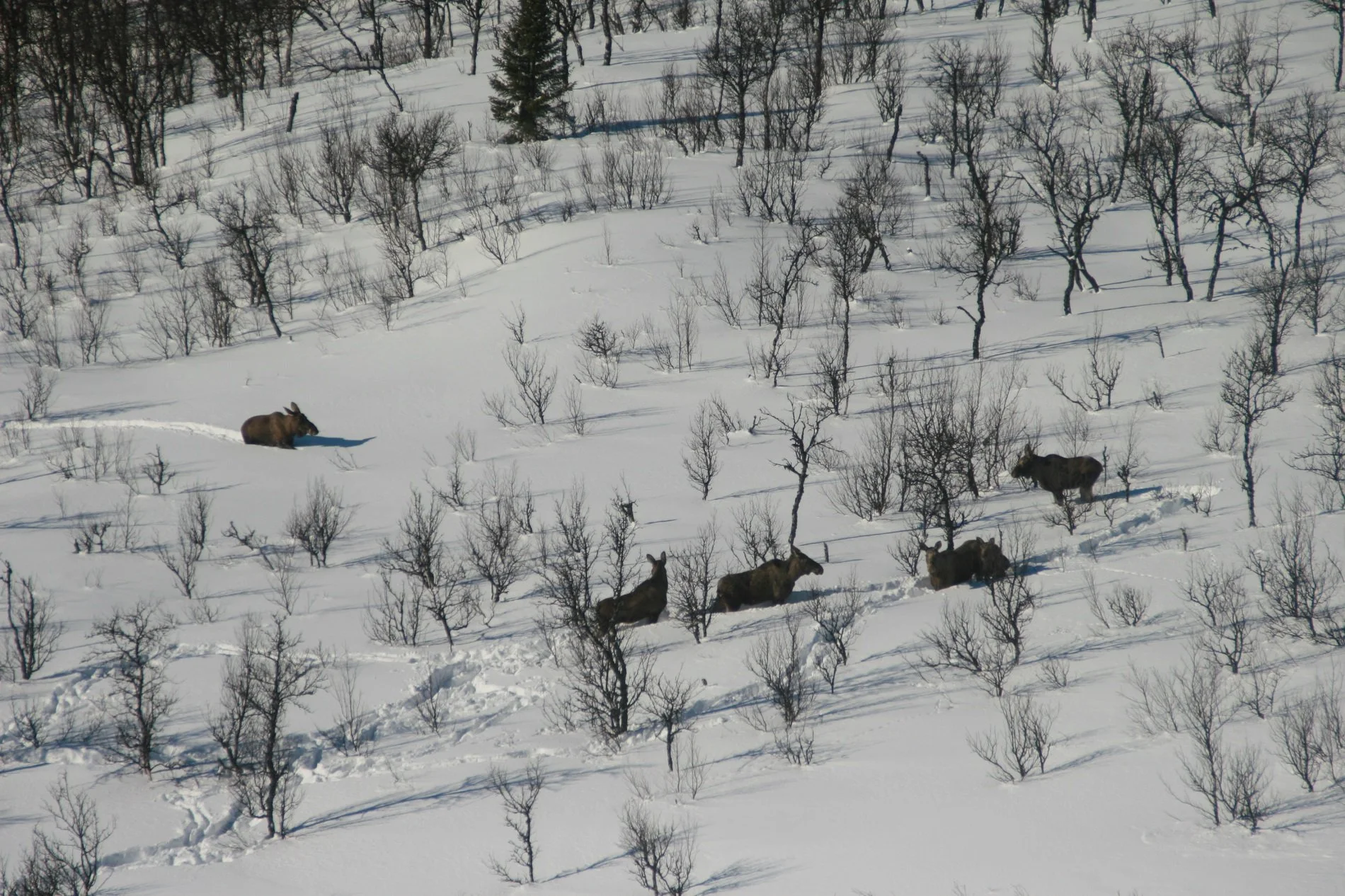 Bisoner som ligger i snøen blant nakne trær i en snødekt skog.