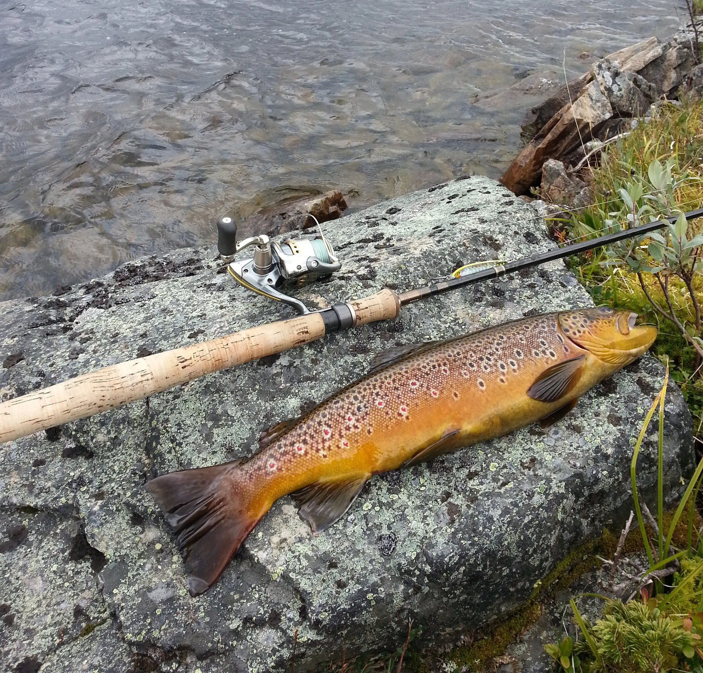 En stor ørret ligger på en stein ved vannkanten, sammen med en fiskehjul og en fiskestang.
