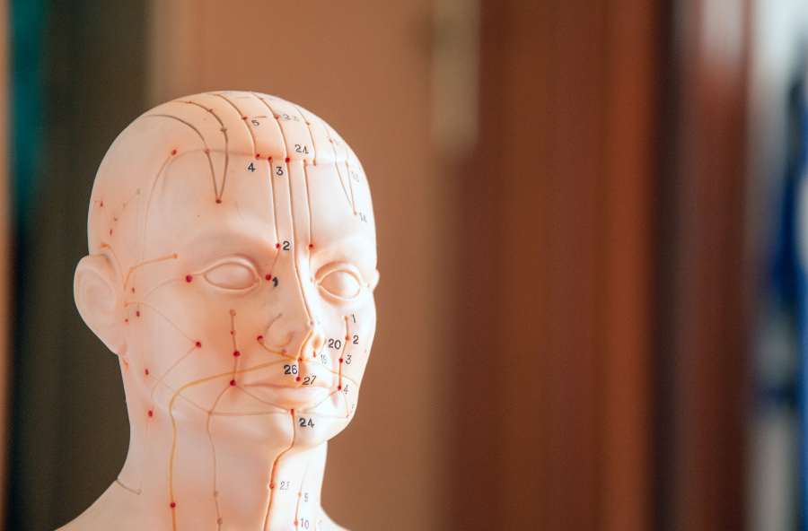 Modèle anatomique de visage avec points et lignes indiquant des zones spécifiques pour l'acupuncture ou la médecine traditionnelle chinoise.