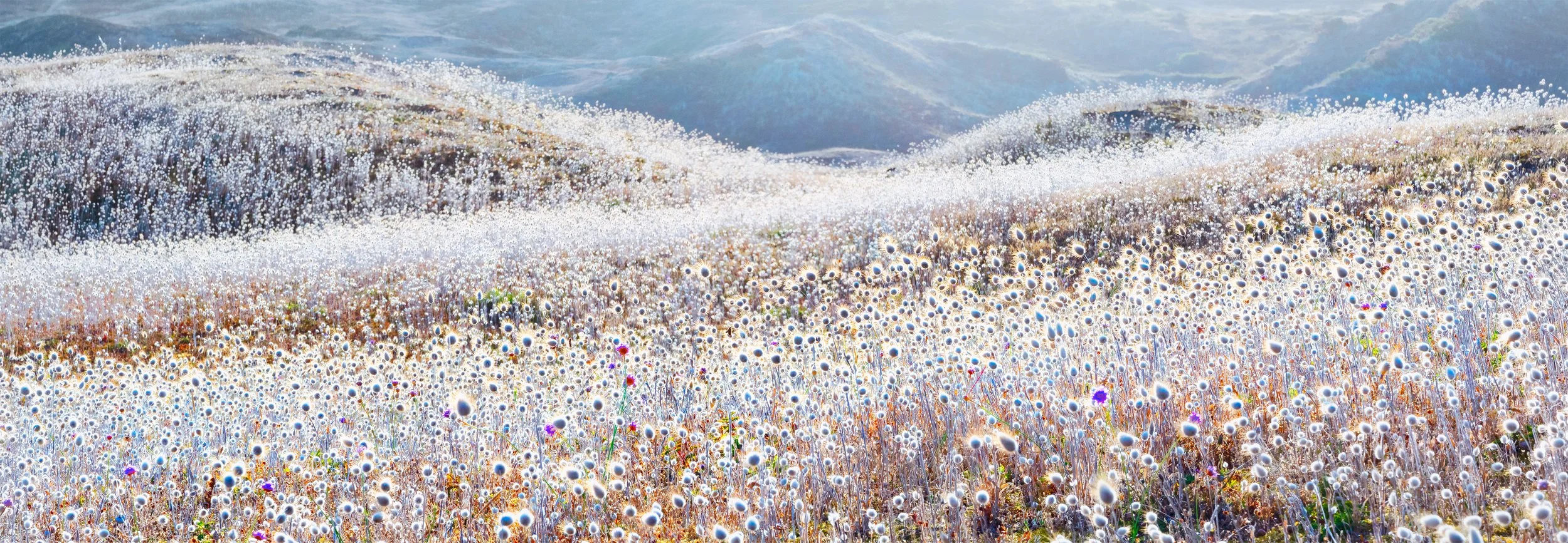 Papillons.jpg MARTIN ANDRIEUX.jpg