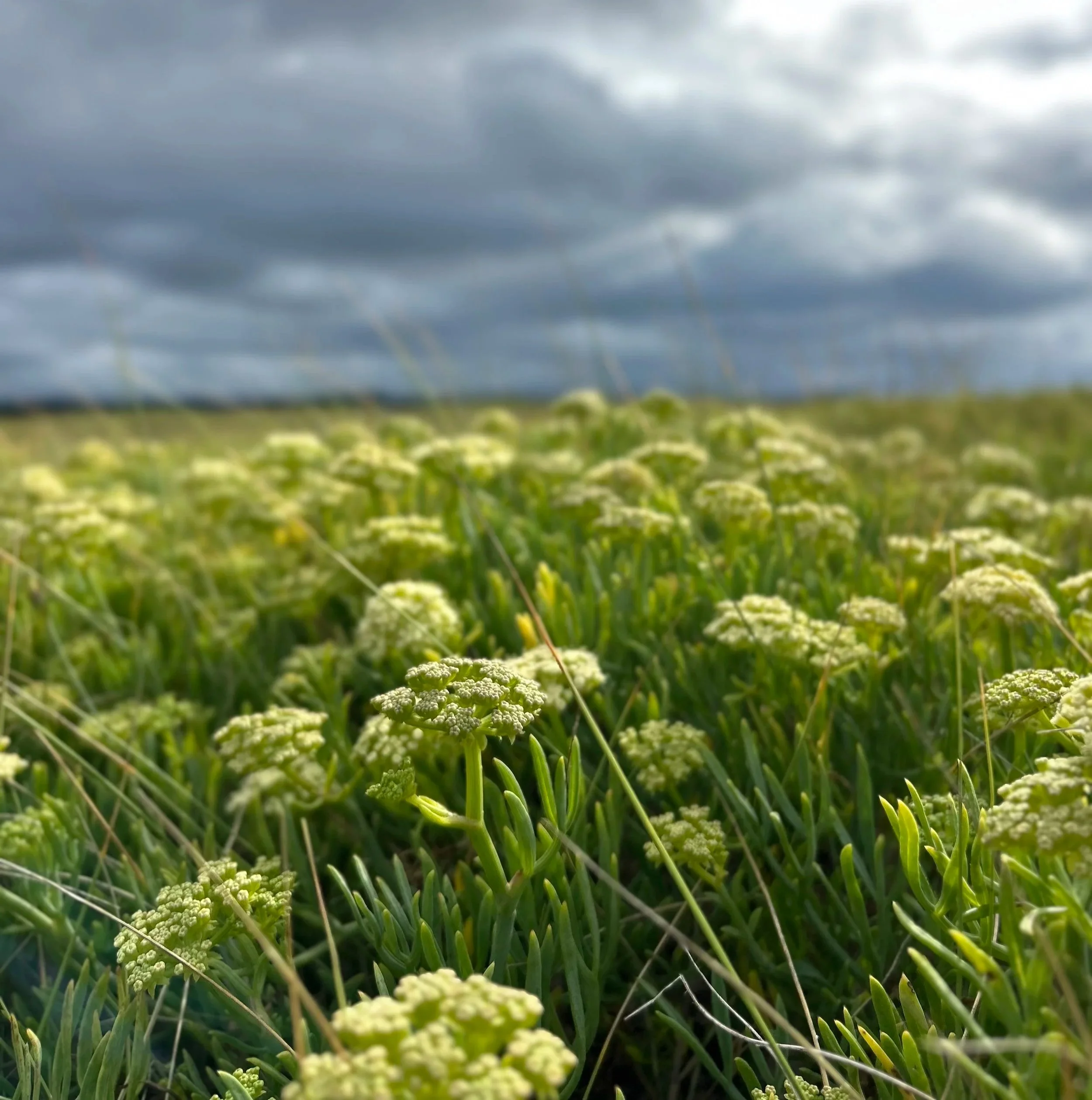 Champ de fleurs au premier plan avec un ciel nuageux en arrière-plan.