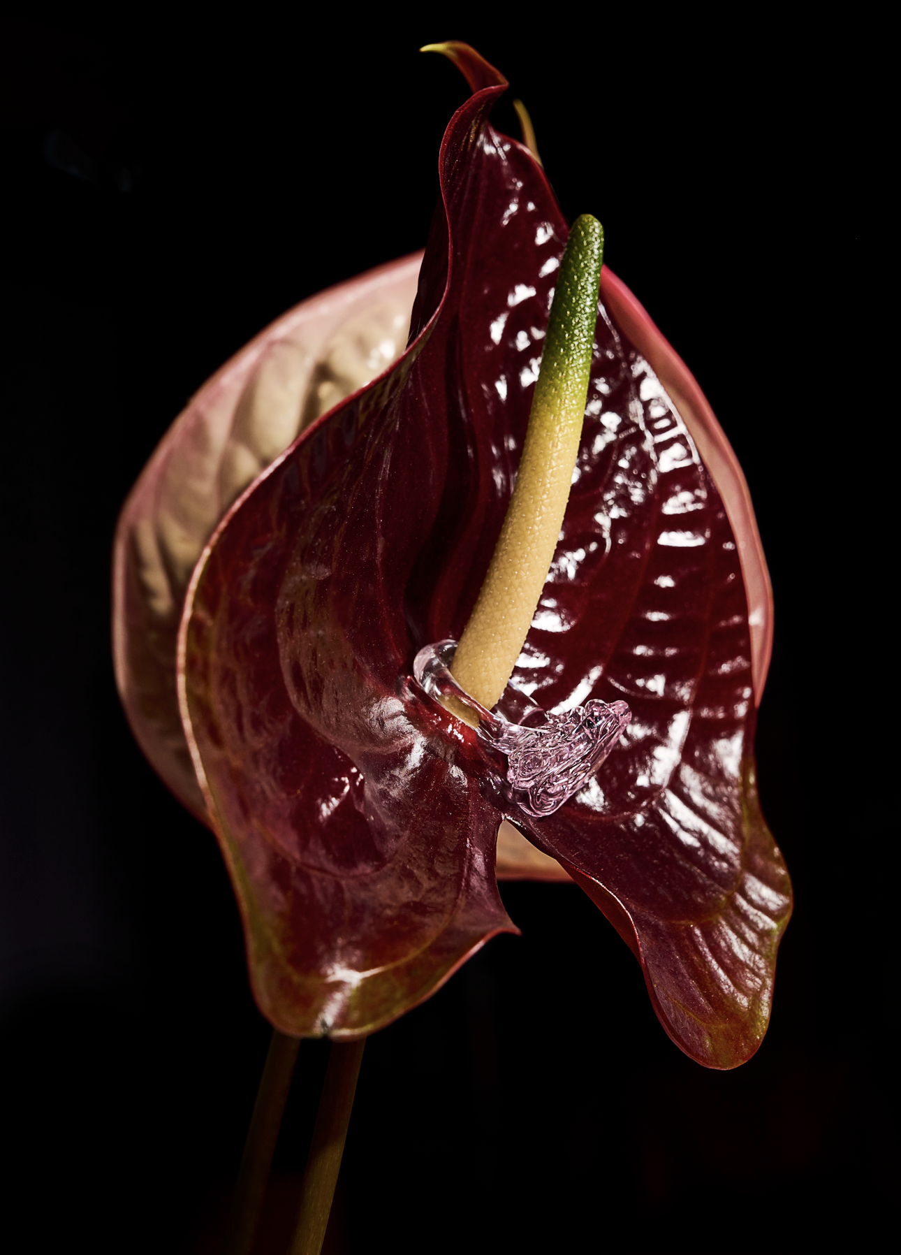 Neueste Fotos anzeigen.png