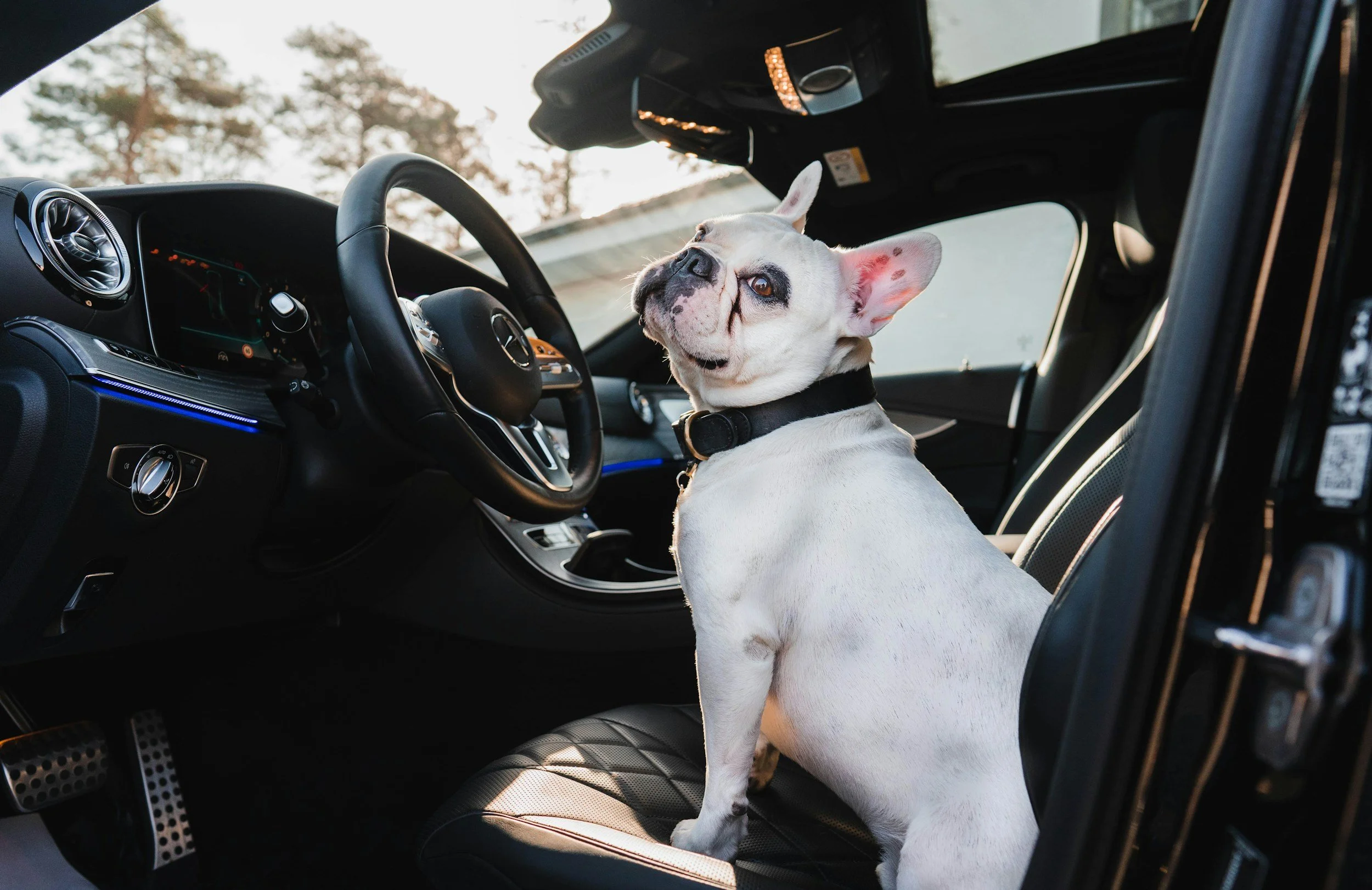 Cute dog in driver’s seat — Vintessa Tours transfer services from Newcastle and Sydney to Hunter Valley, airport and cruise terminal transfers with a personal touch