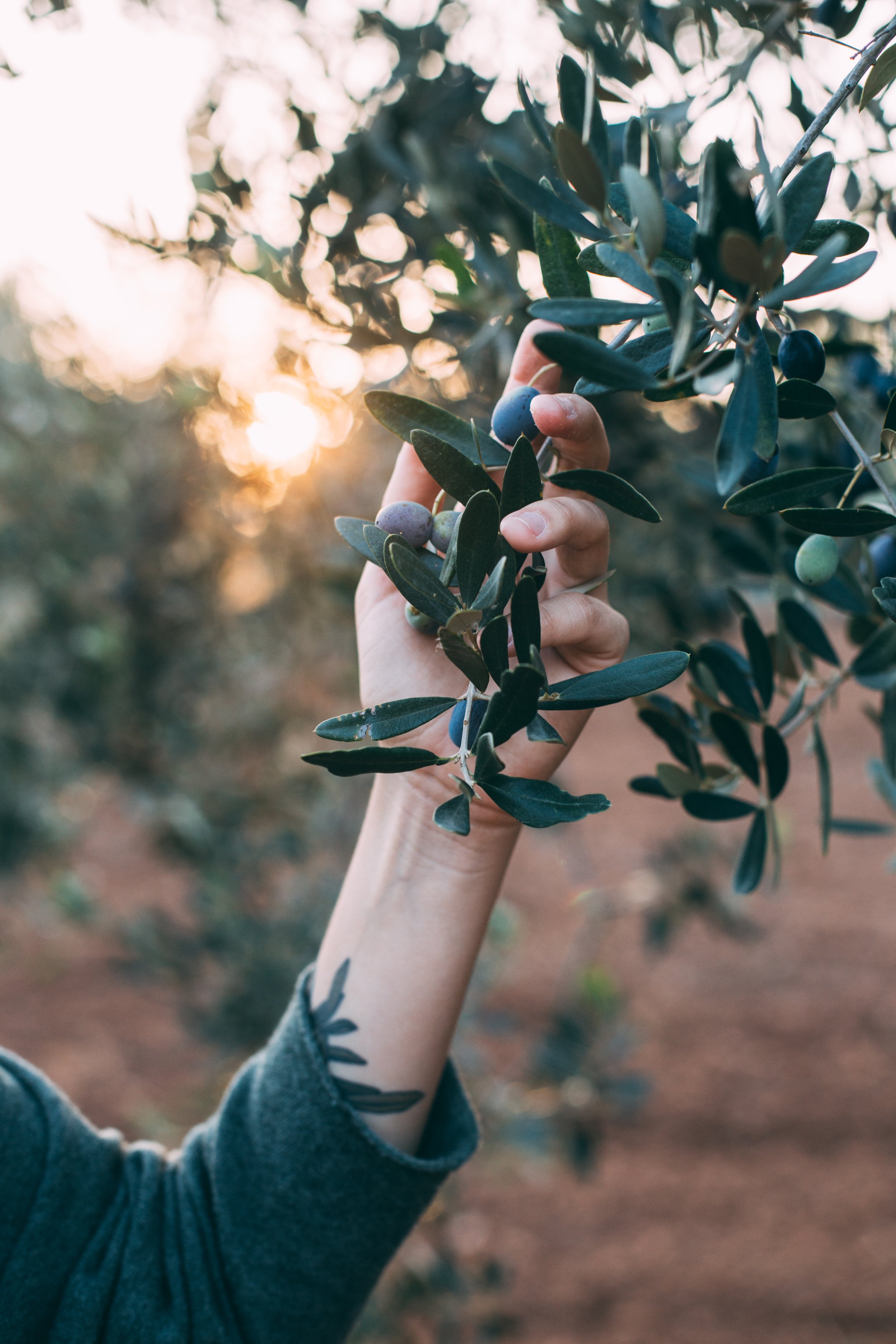 holding an olive branch on an olive oil farm