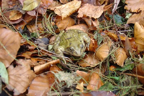 fr 5 hybernation.JPG