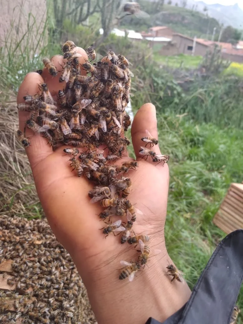 The Secret Life of Andean Bees: Spring Awakening in the Sacred Valle