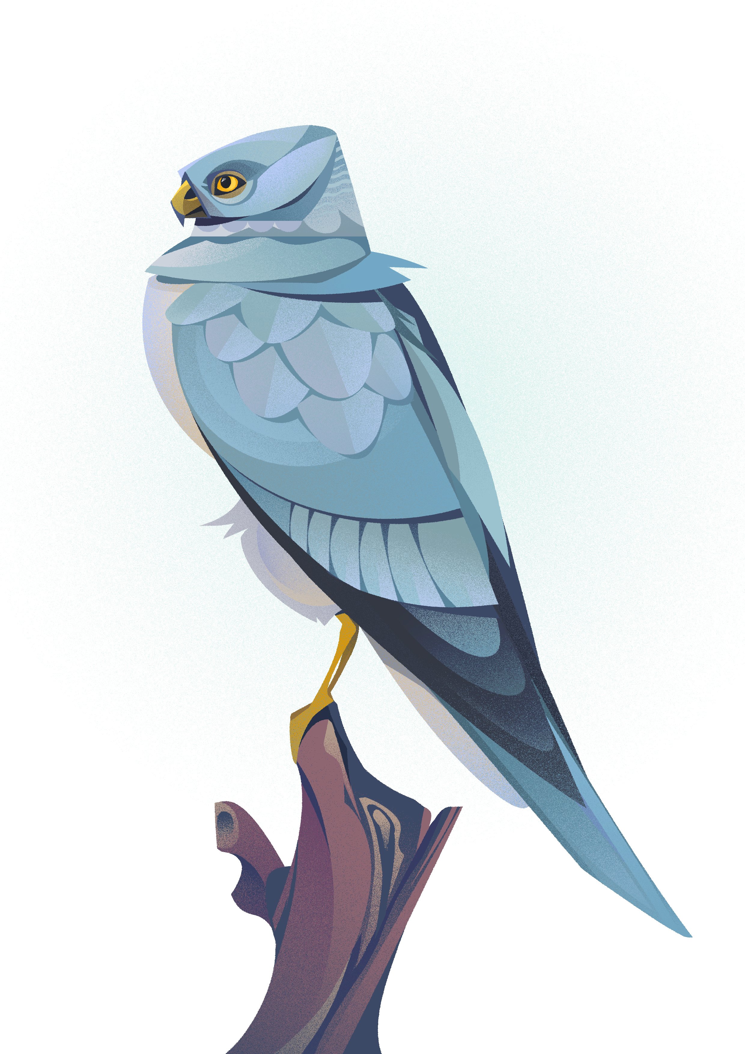 03 hen harrier 14.02.jpg