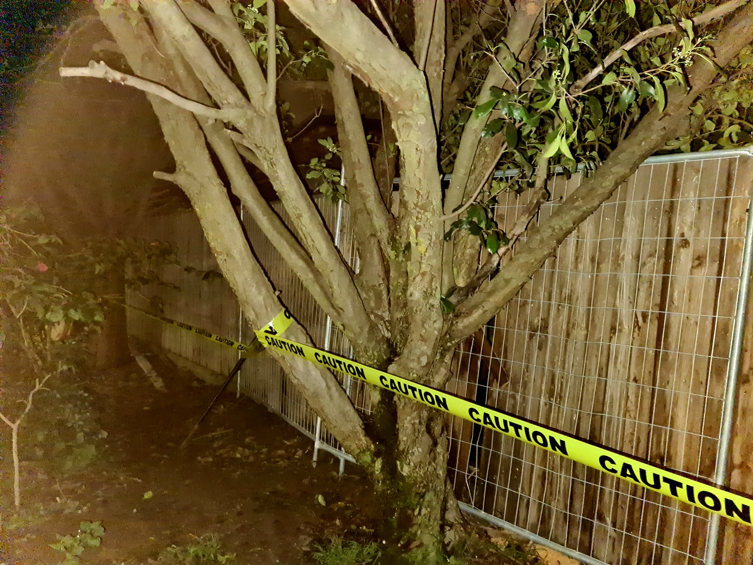 Tree surrounded by caution tape with a metal fence and wooden paneling in the background.