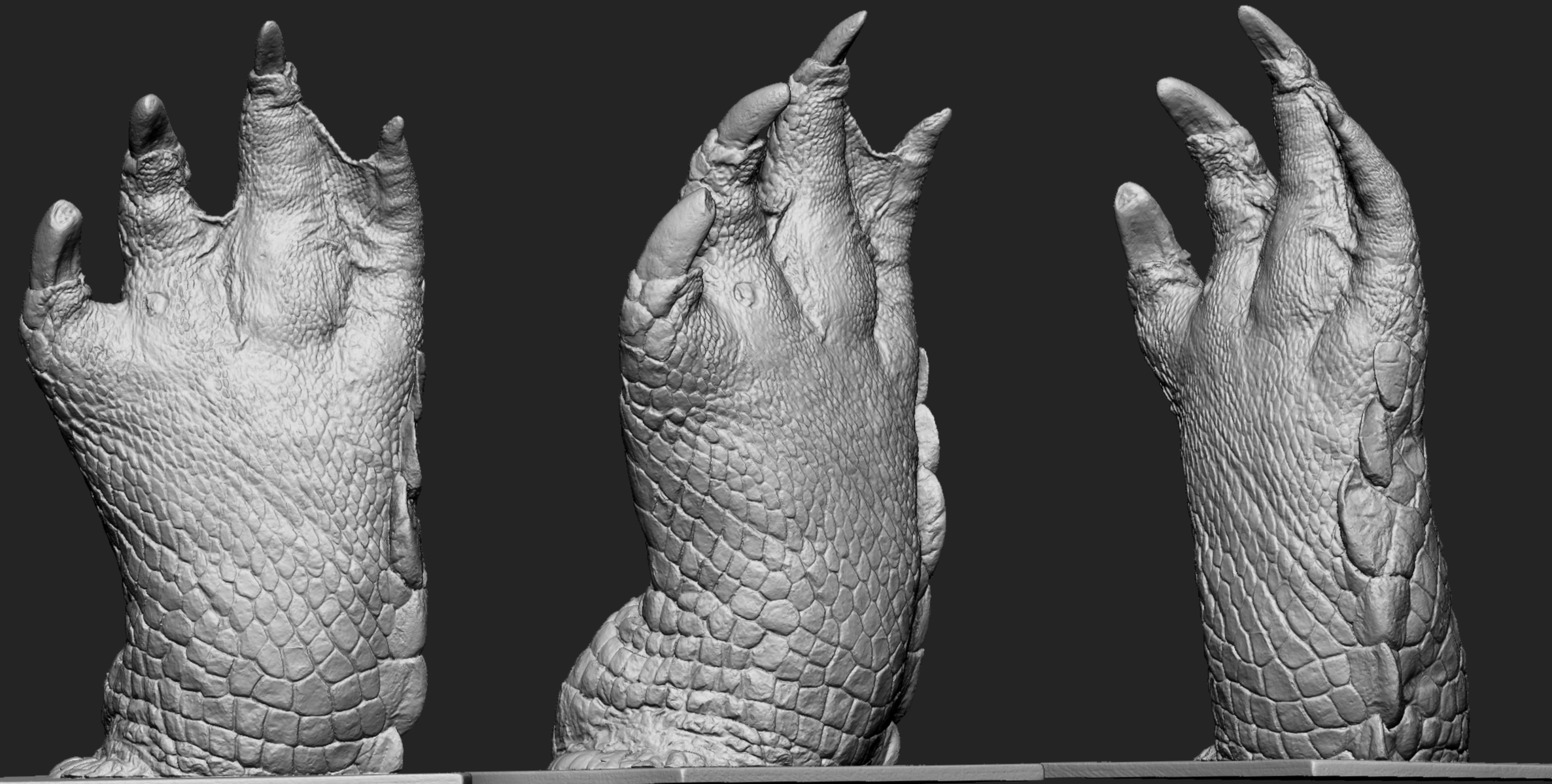 Saltwater Crocodile Foot Scan Photogrammetry