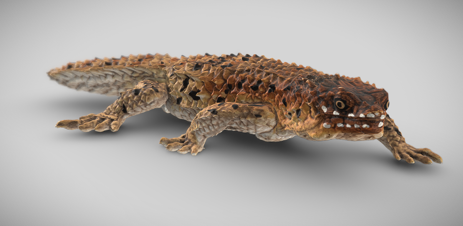 A gidgee skink with textured, rough, multicolored scales resting on a plain, light-gray background.