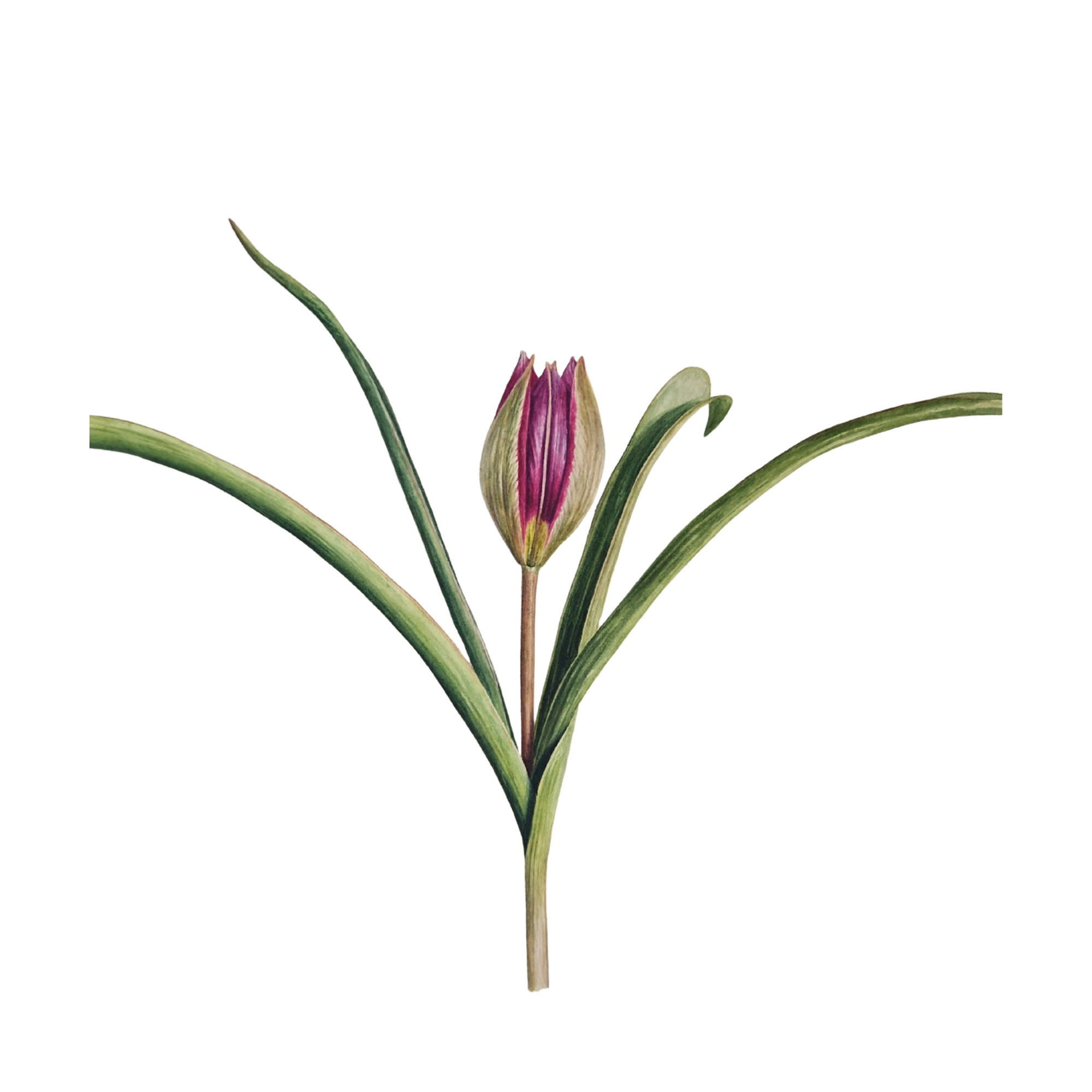 adj ING 1 20 x 20cm.png