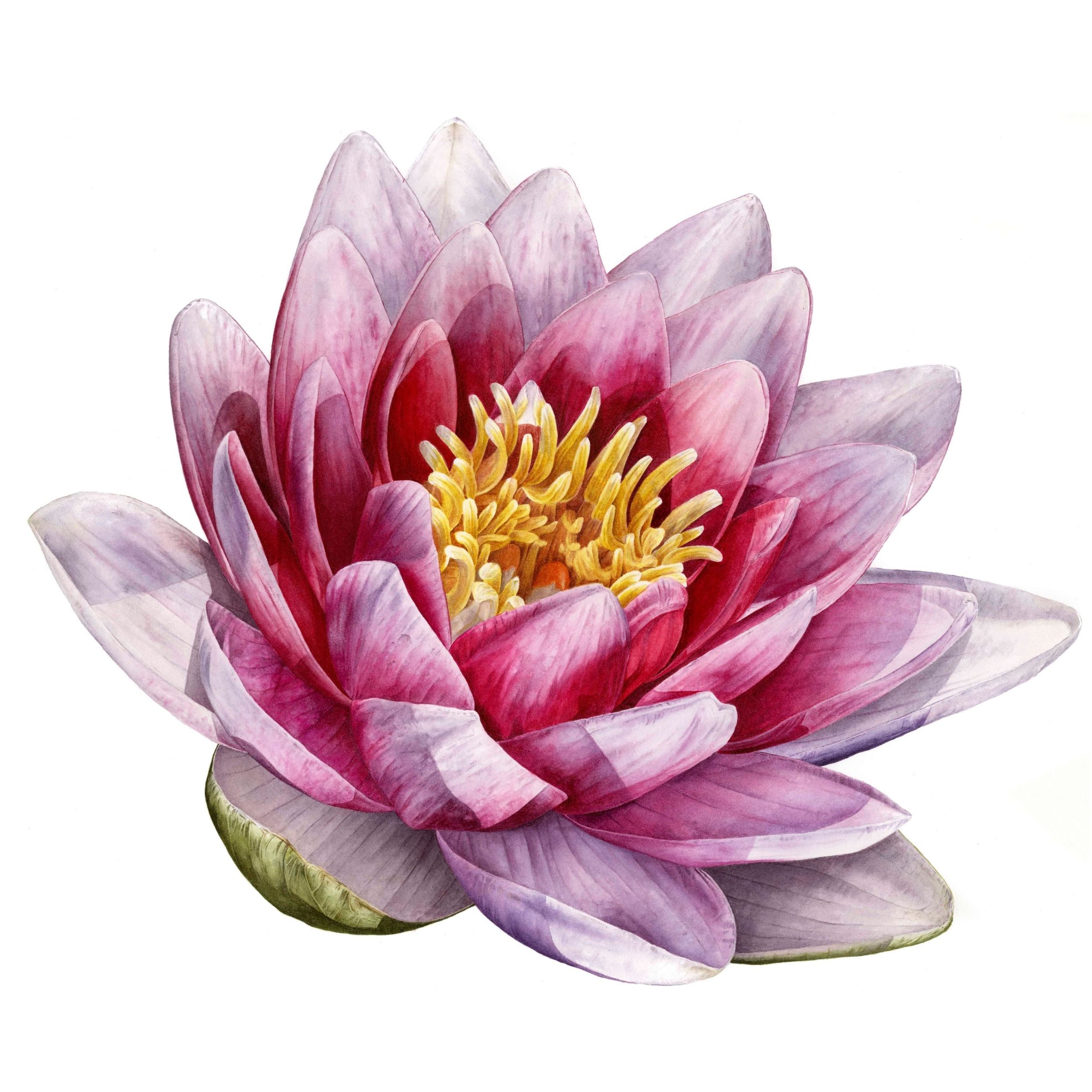 An isolated flower of a bright pink waterlily flower in watercolour on a white background 