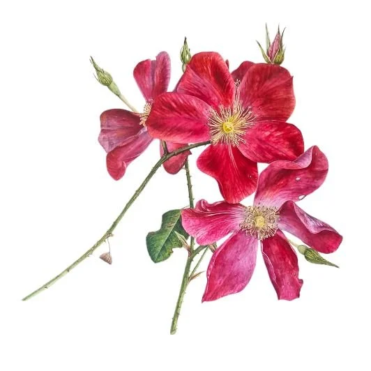 Picture of red roses and green leaves on a white background